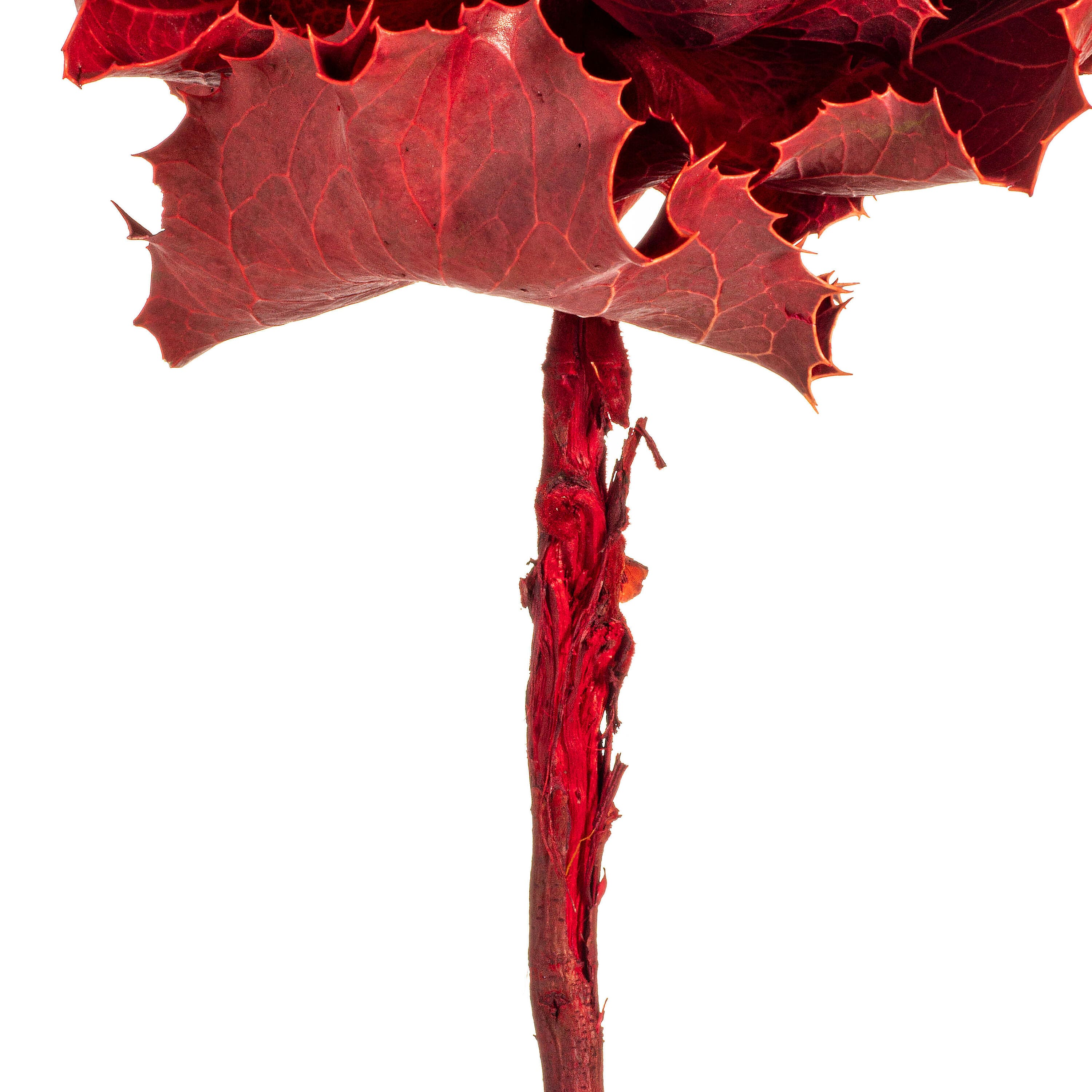 Dried Red Queen Flower Stem