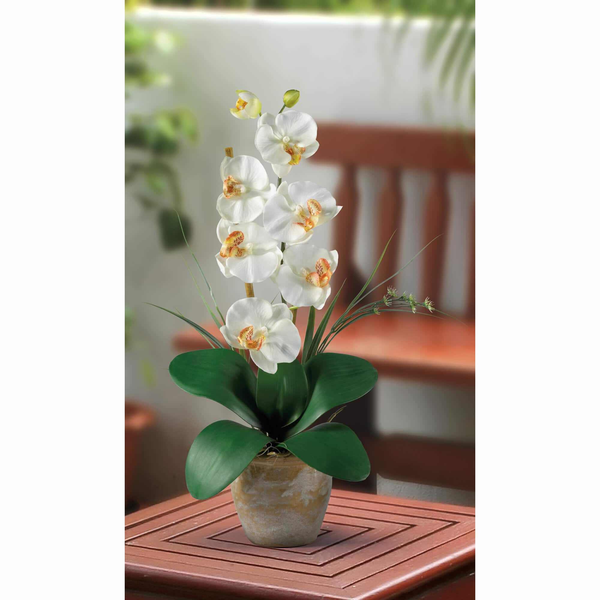 21" Moth Orchid Arrangement in Ceramic Planter