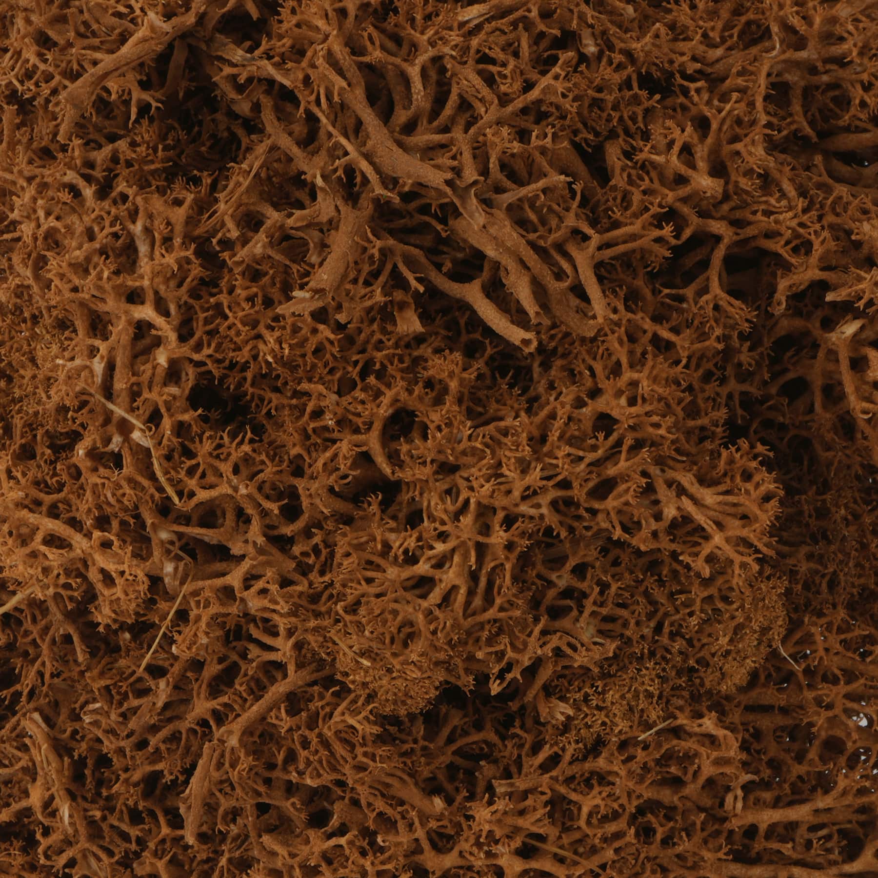 1.75oz. Moss by Ashland&#xAE;