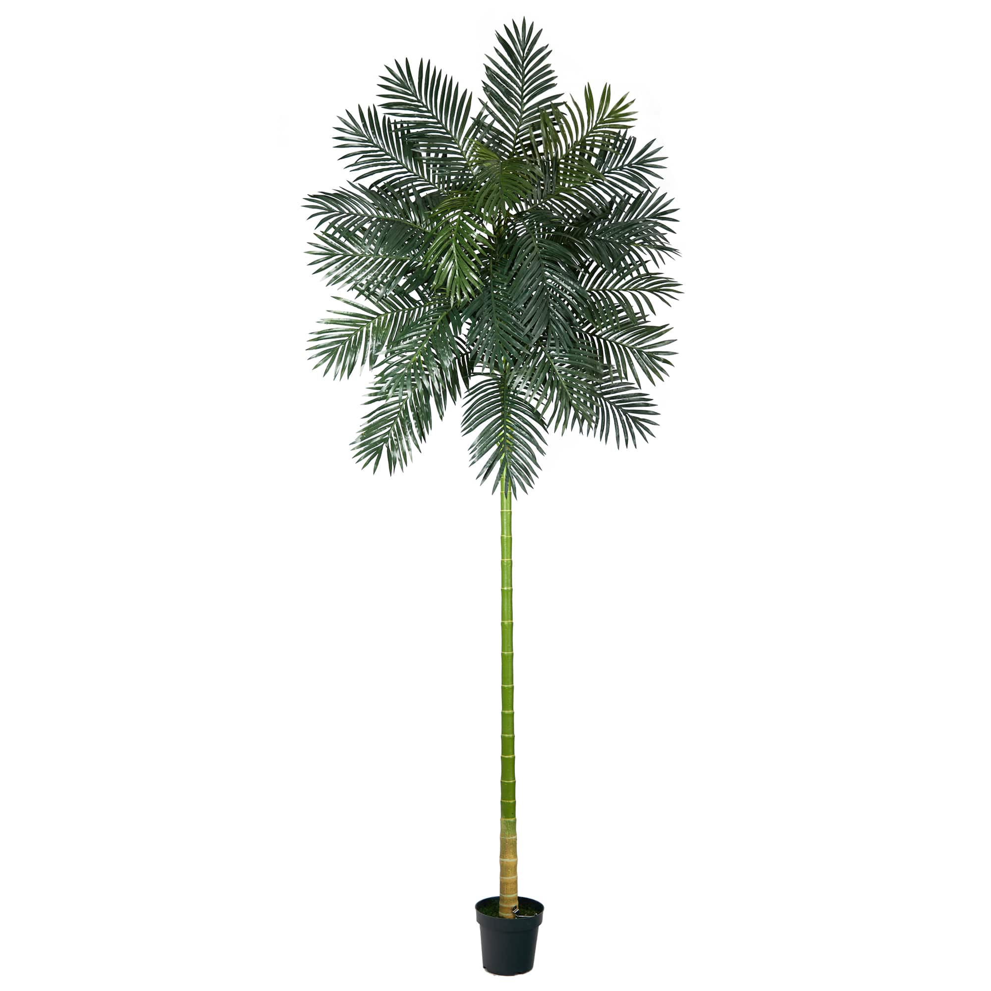 10ft. Potted Golden Cane Palm Tree