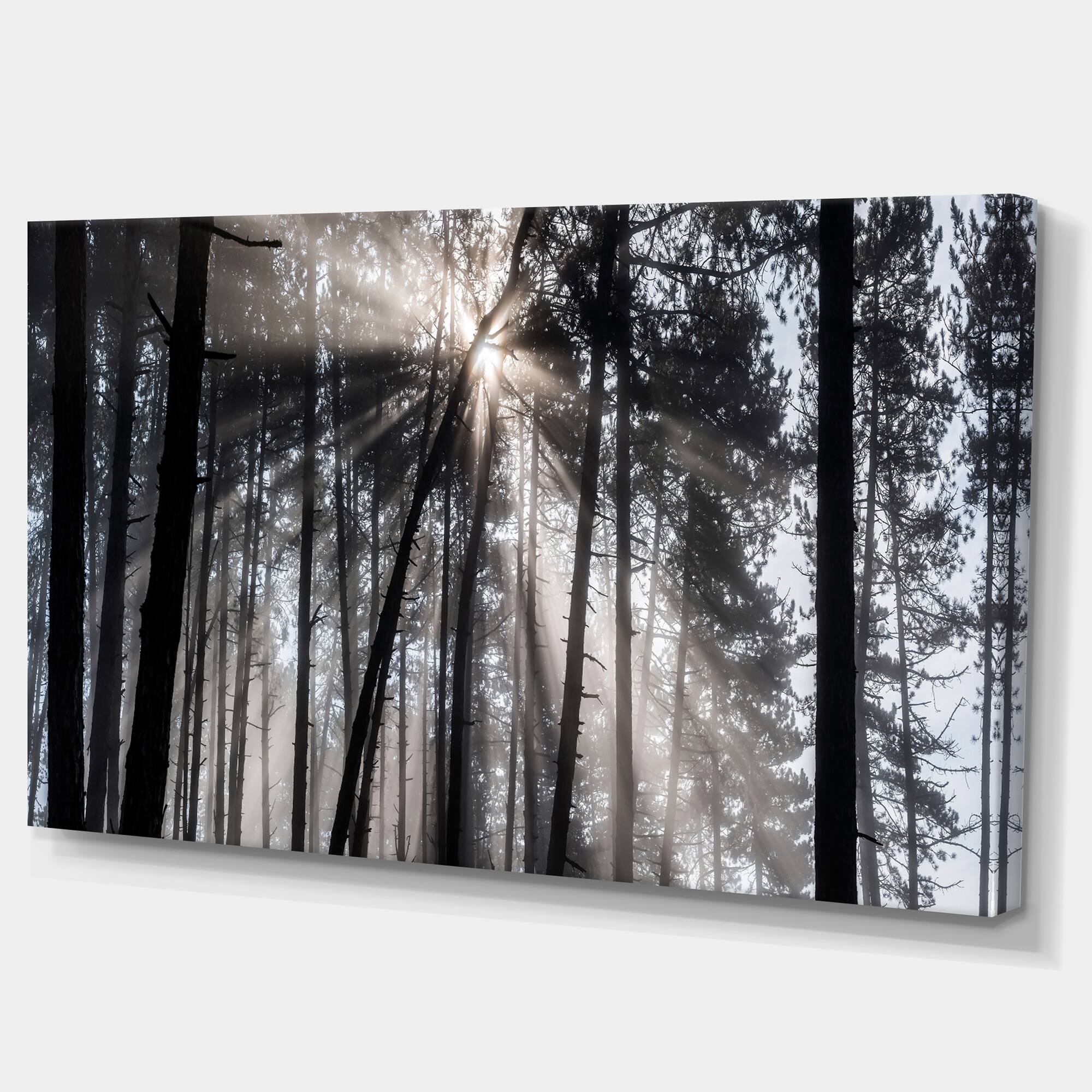Designart - Sunbeams through Black White Forest - Forest Canvas Wall Art Print