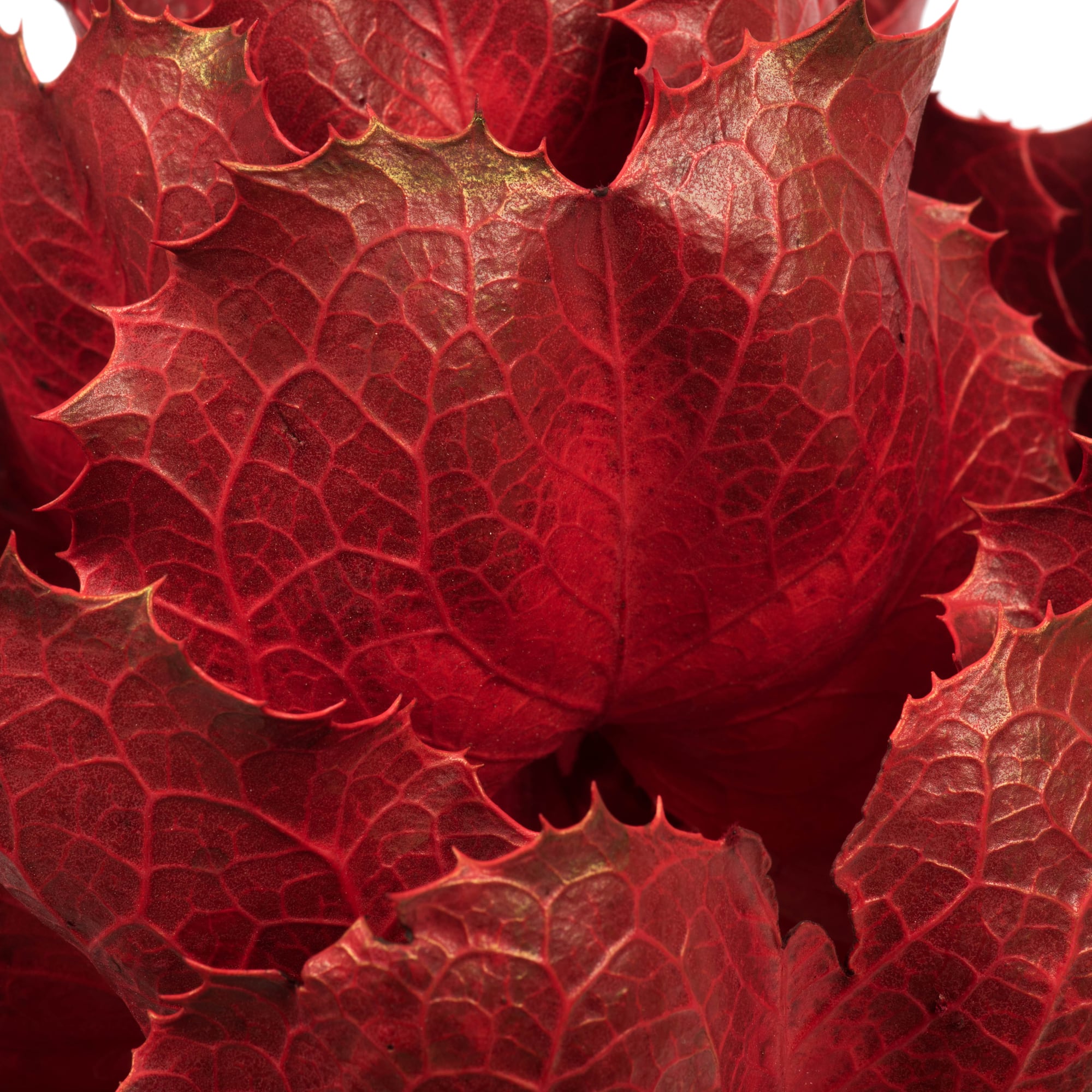 Dried Red Queen Flower Stem