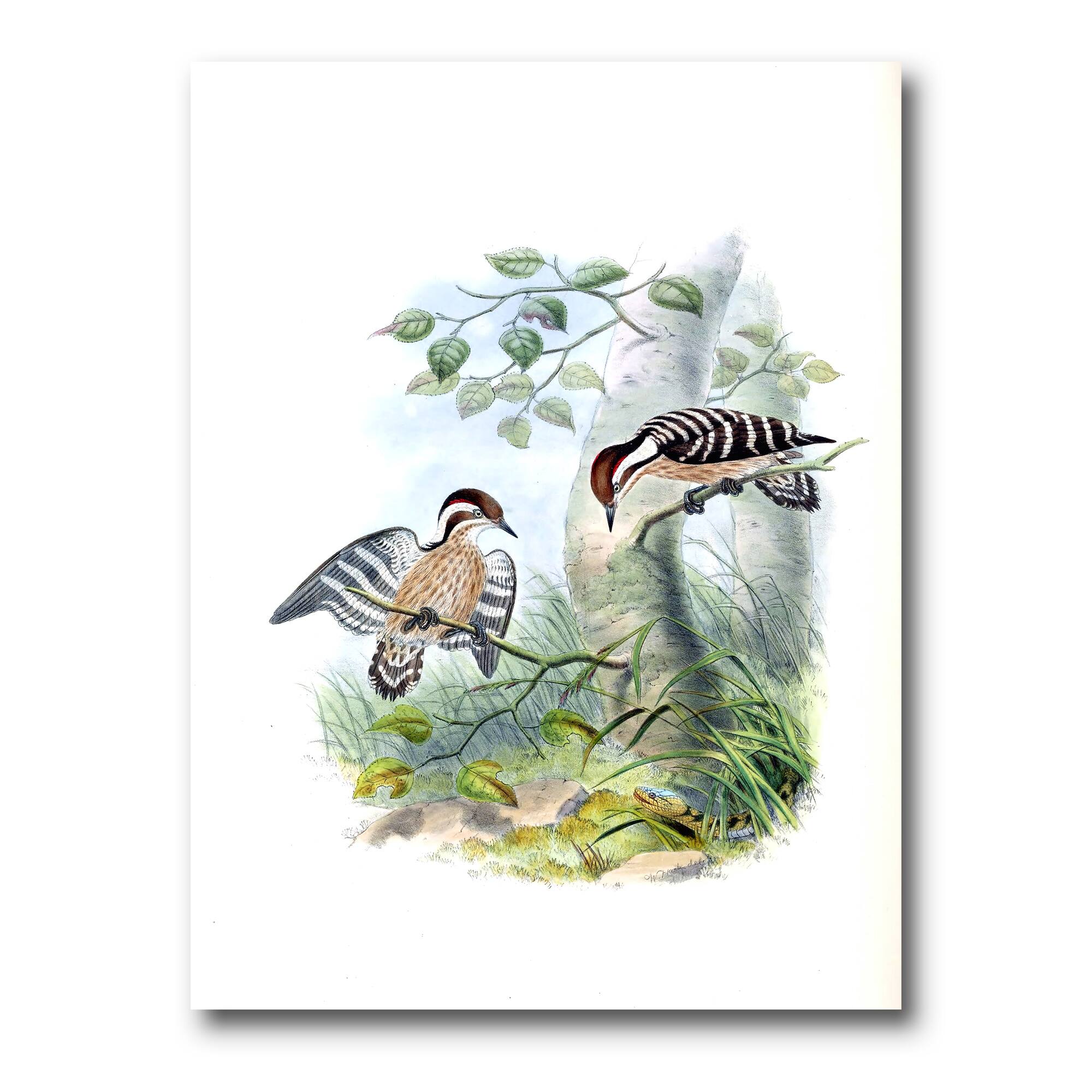 Designart - Vintage Birds In The Wild I - Traditional Canvas Wall Art Print