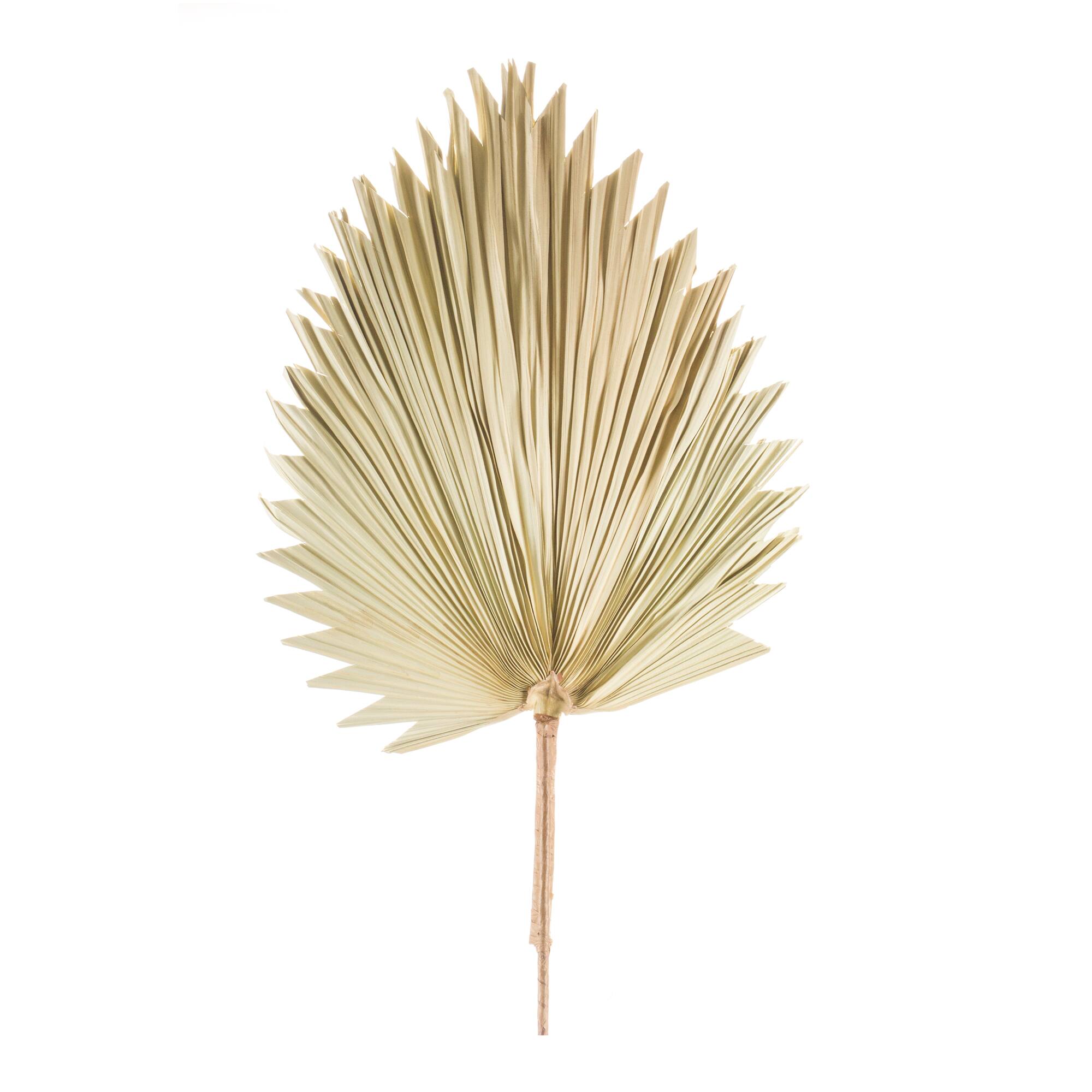 42" Natural Fan Palm Leaf Set