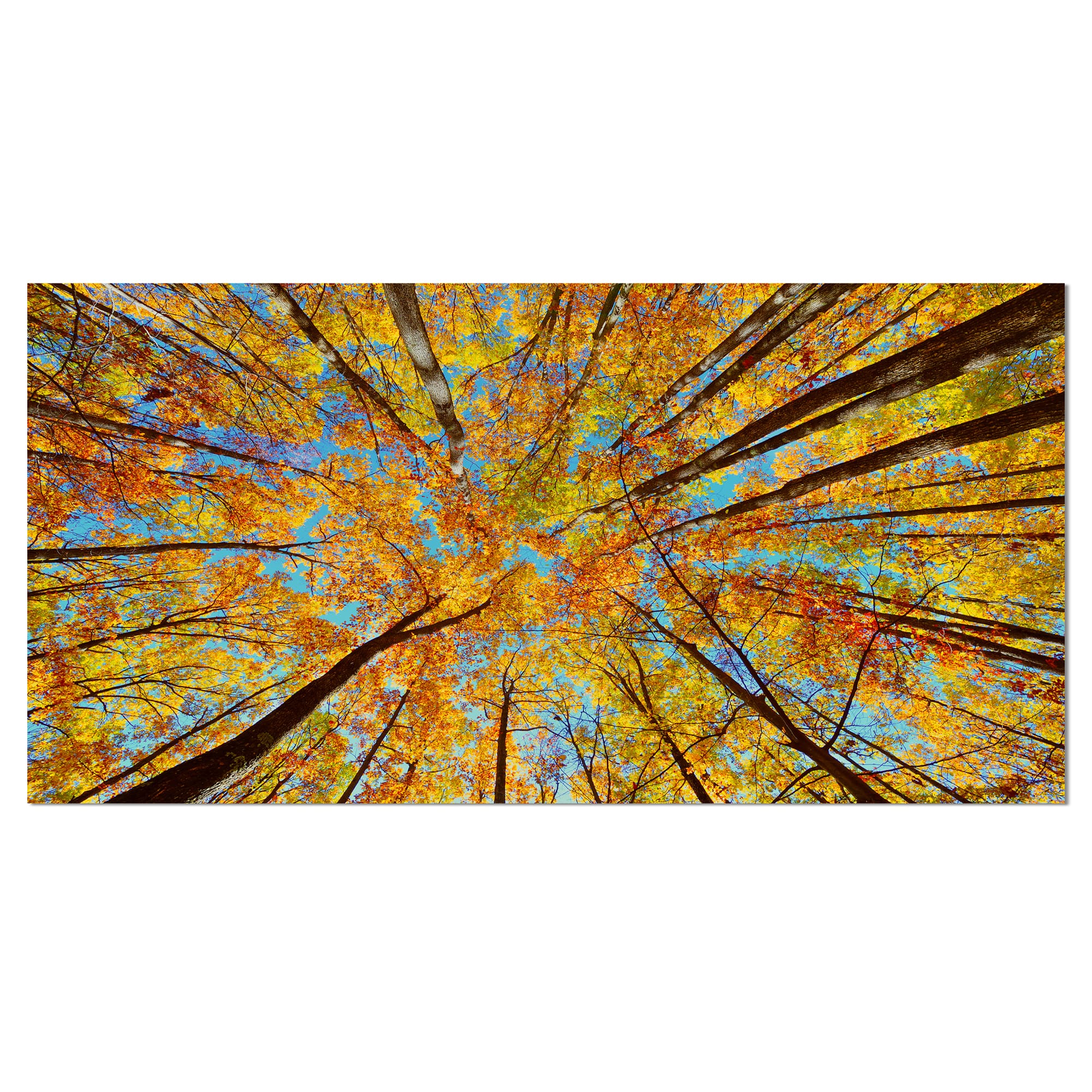 Designart - Tree Tops in Autumn Forest - Forest Canvas Art Print