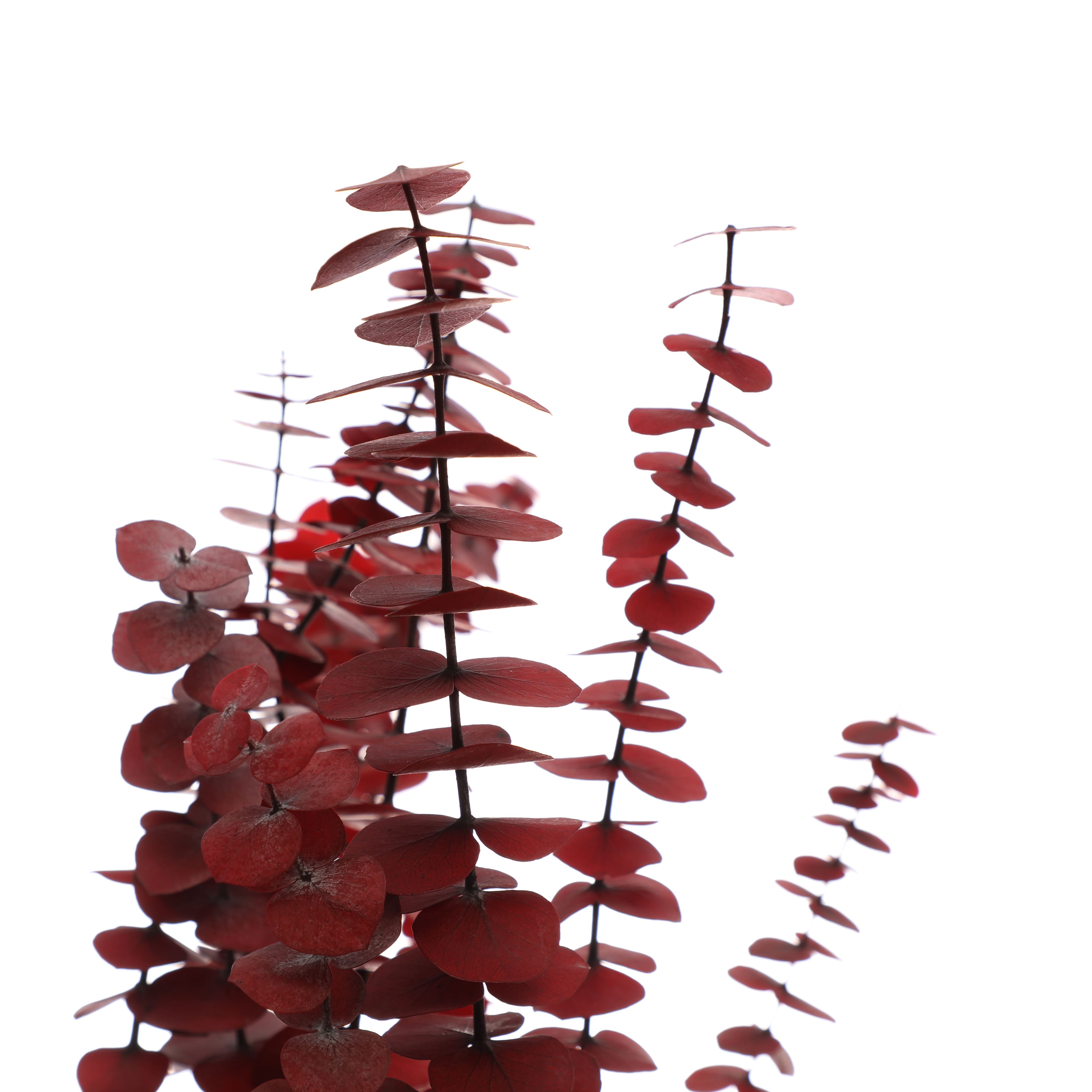 24&#x22; Eucalyptus Bundle by Ashland&#xAE;