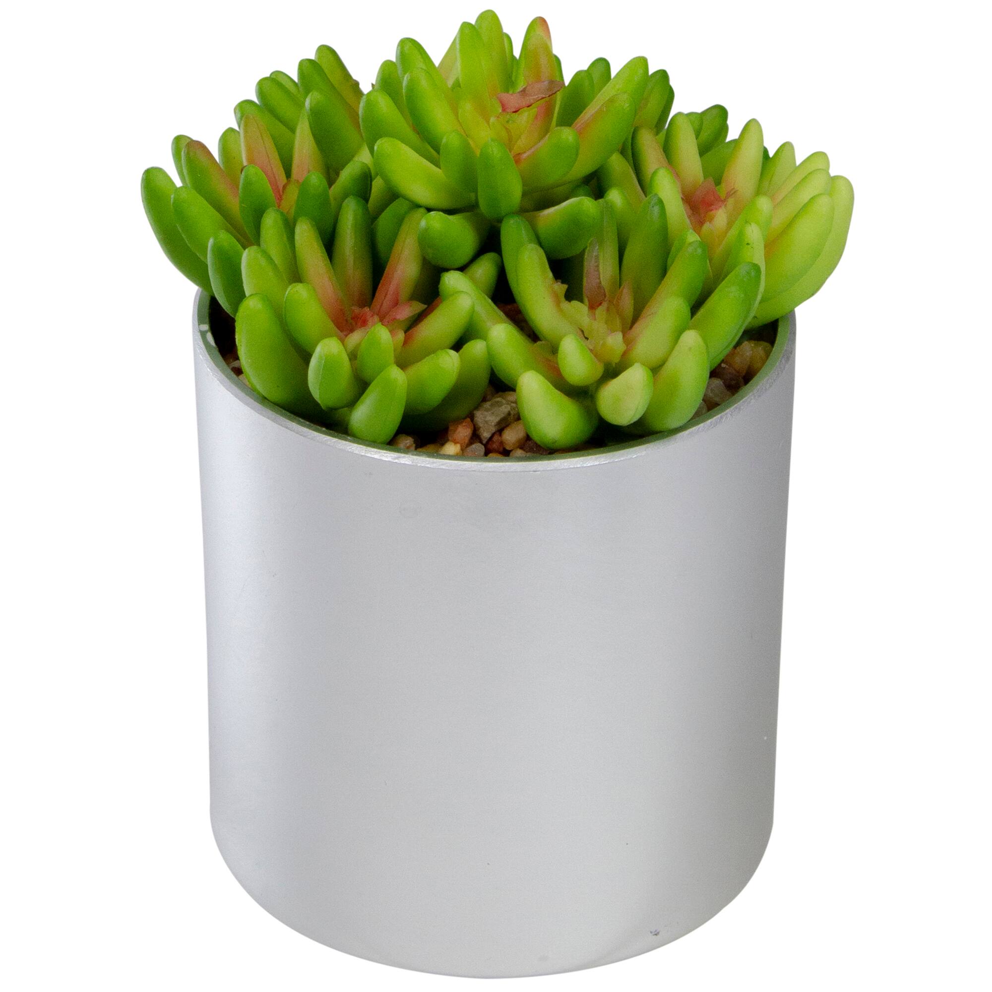 4.75" Potted Green Sedum Succulent