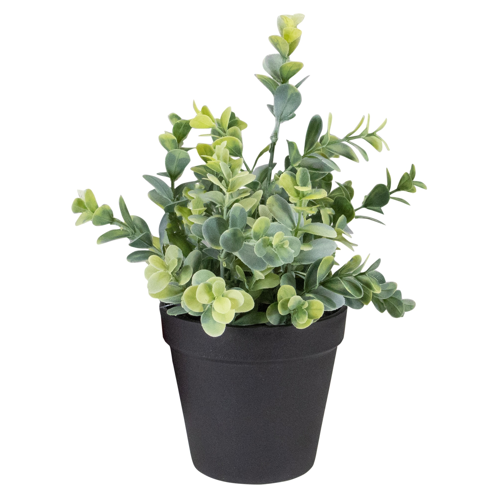 10&#x22; Green Chinaberry Plant in Black Pot