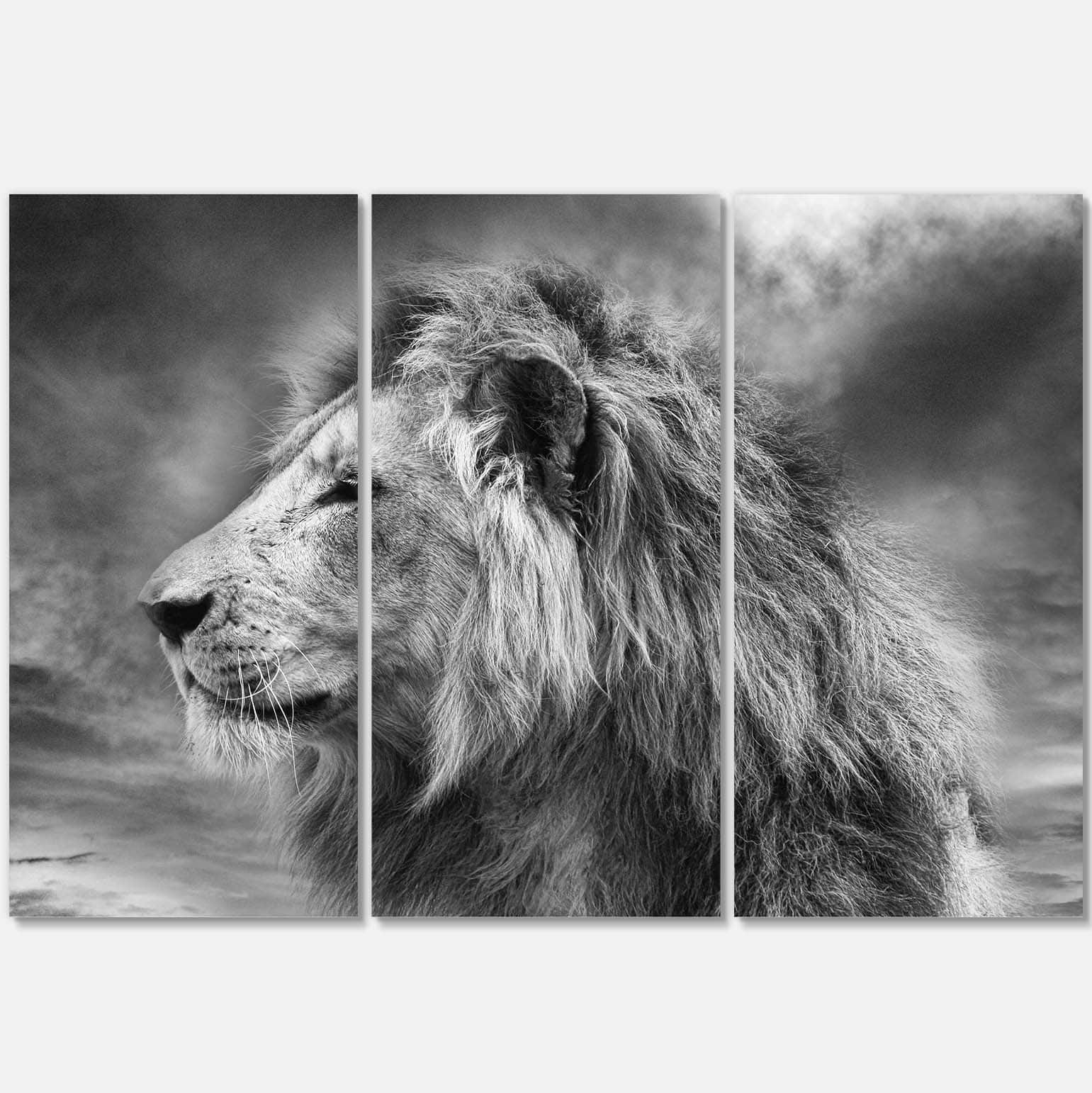 Designart - Grey Wild African Lion - Animal Canvas Art Print