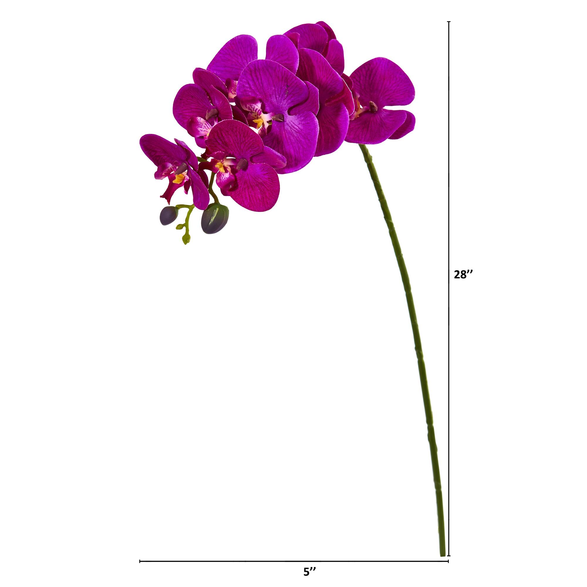 Purple Moth Orchid Stem, 6ct.