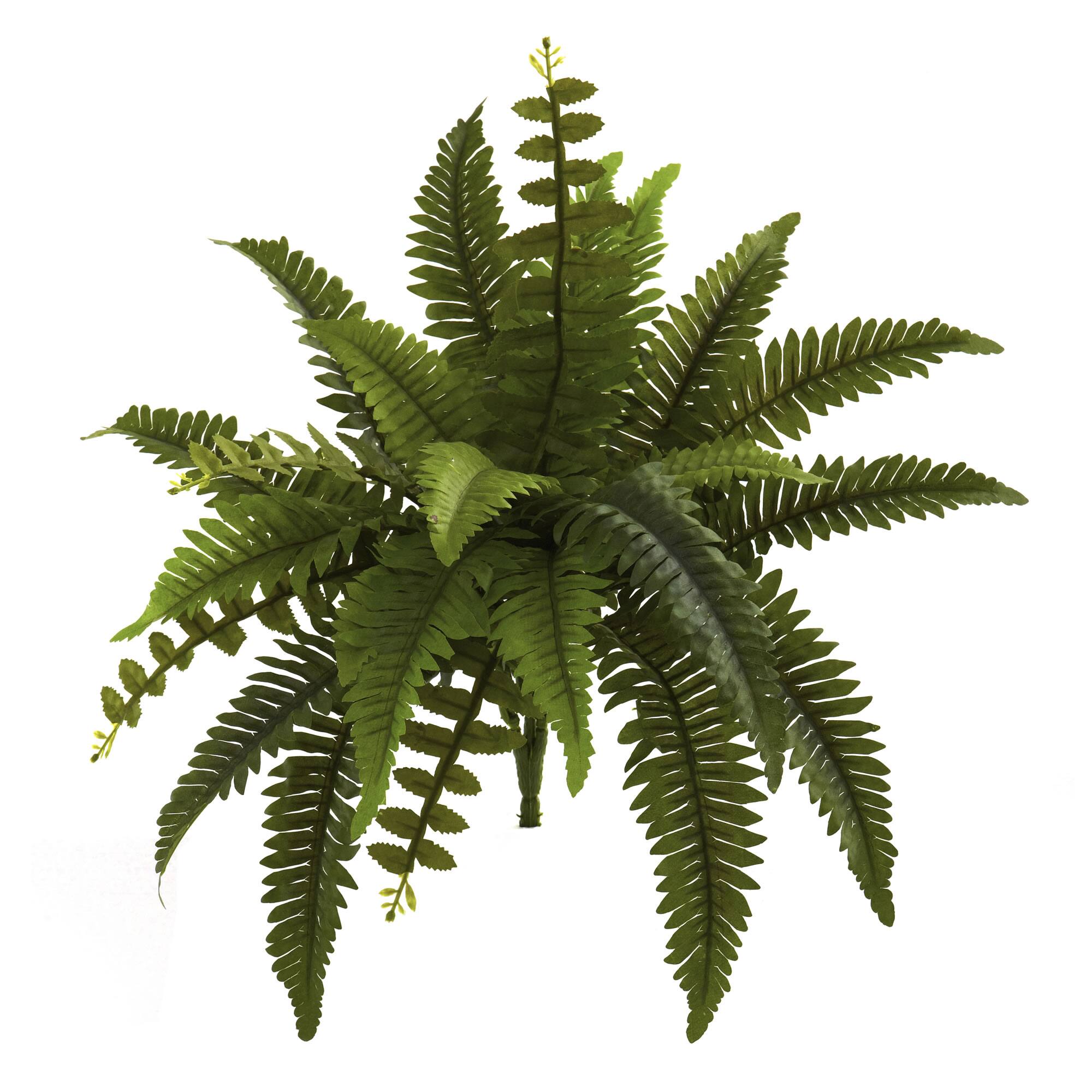 Boston Fern, 6ct. Michaels