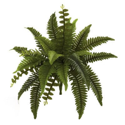 Boston Fern, 6ct. | Michaels