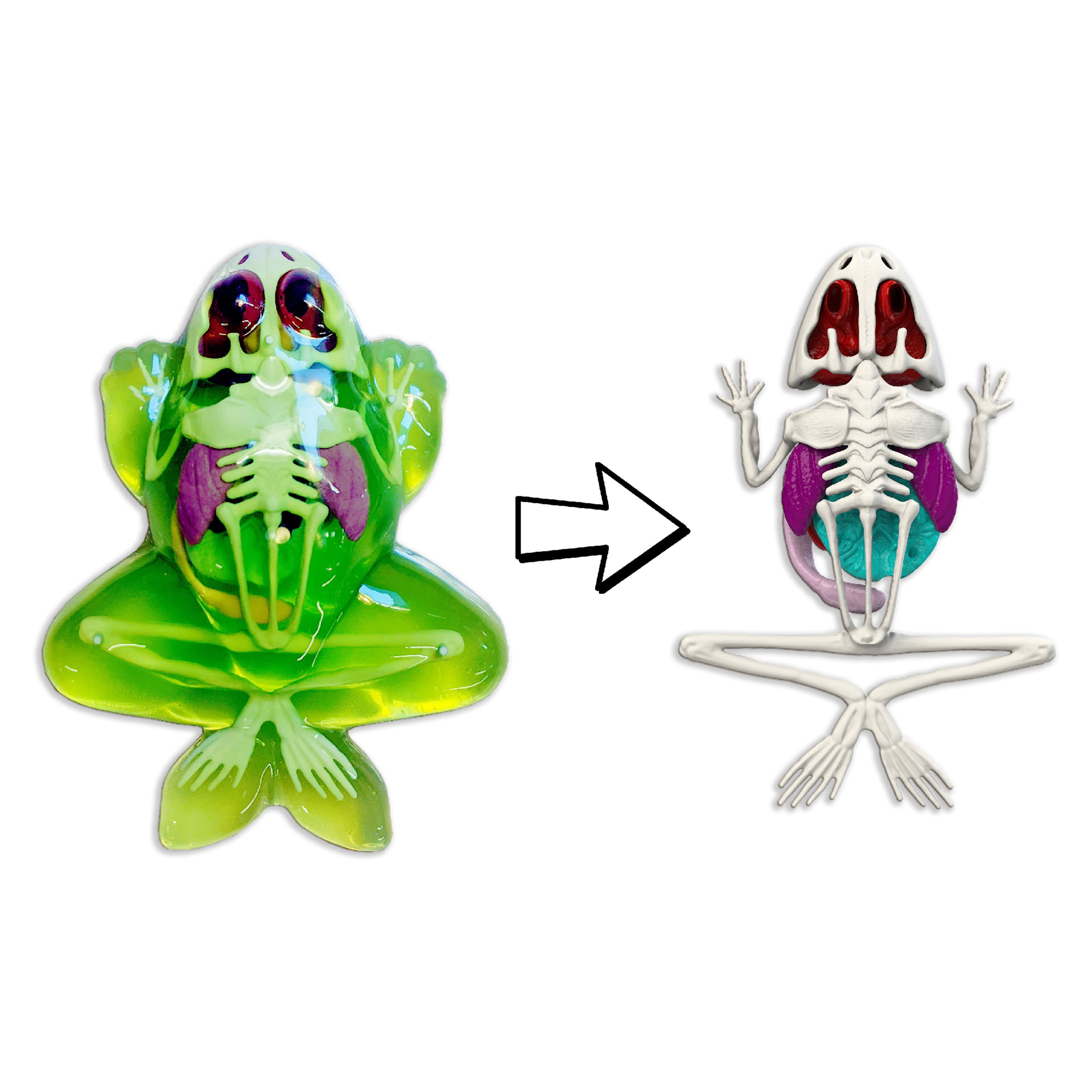 Dissect It® Frog Lab Synthetick Dissection Kit