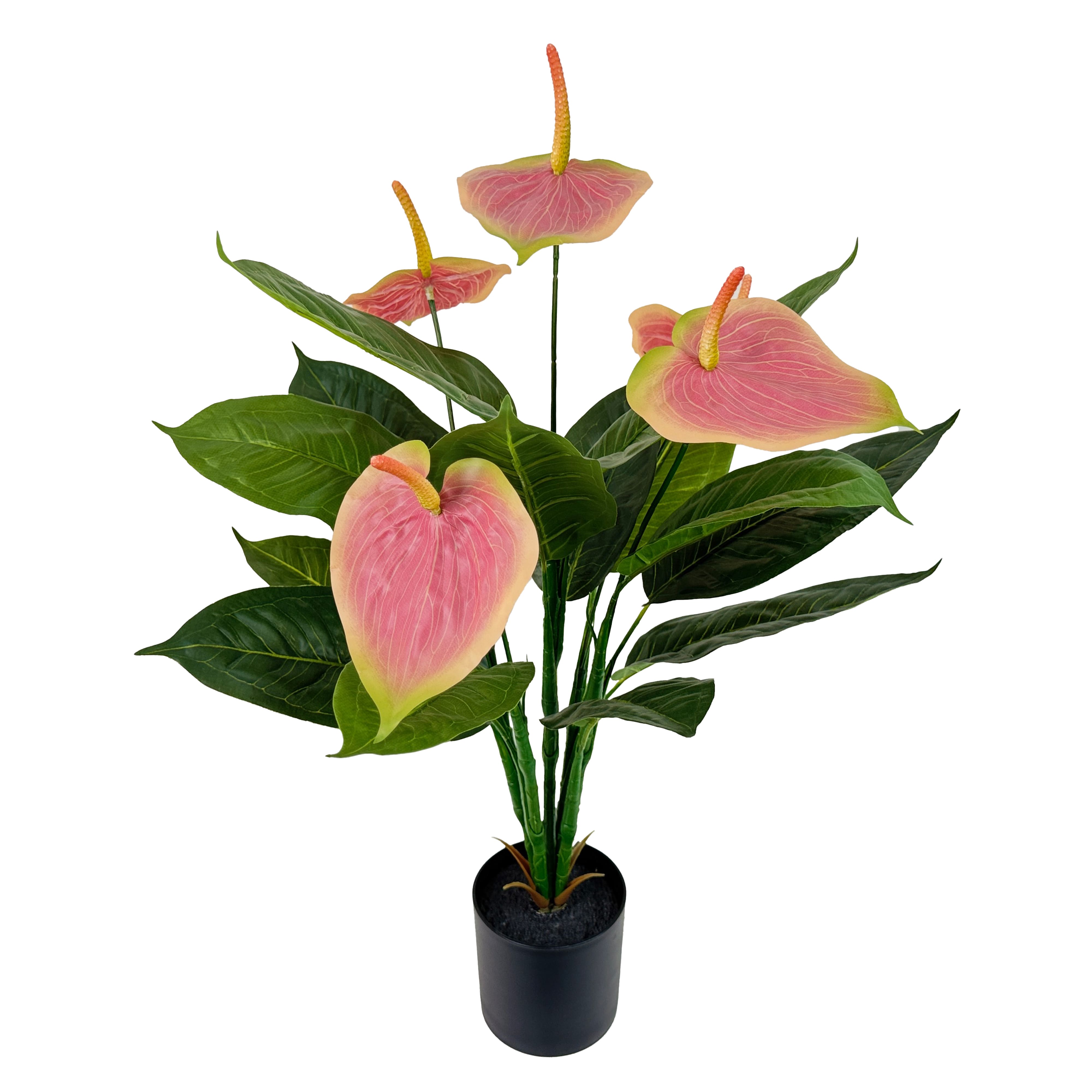 26" Potted Pink Laceleaf Plant by Ashland®