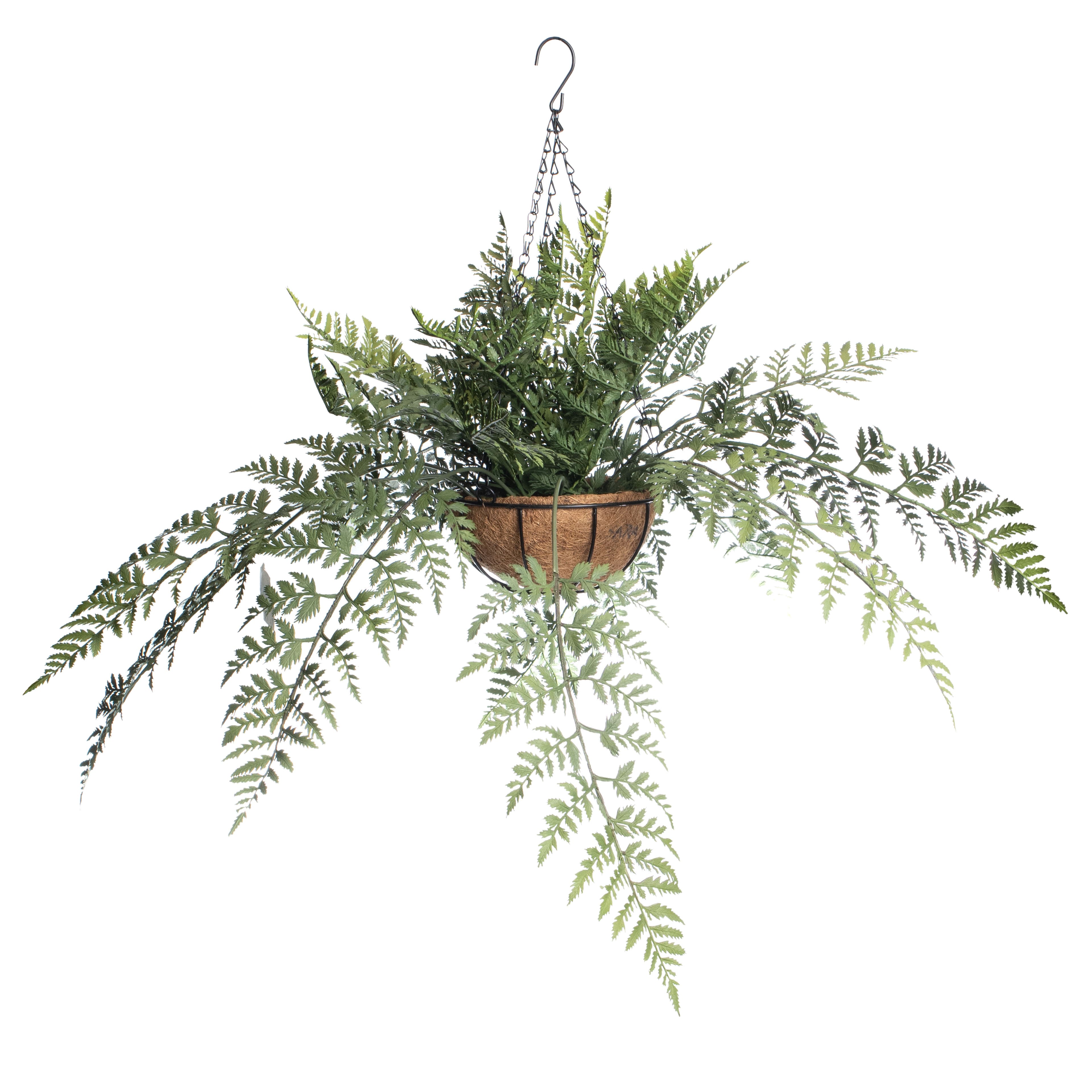 2ft. Lace Fern in Hanging Basket by Ashland&#xAE;