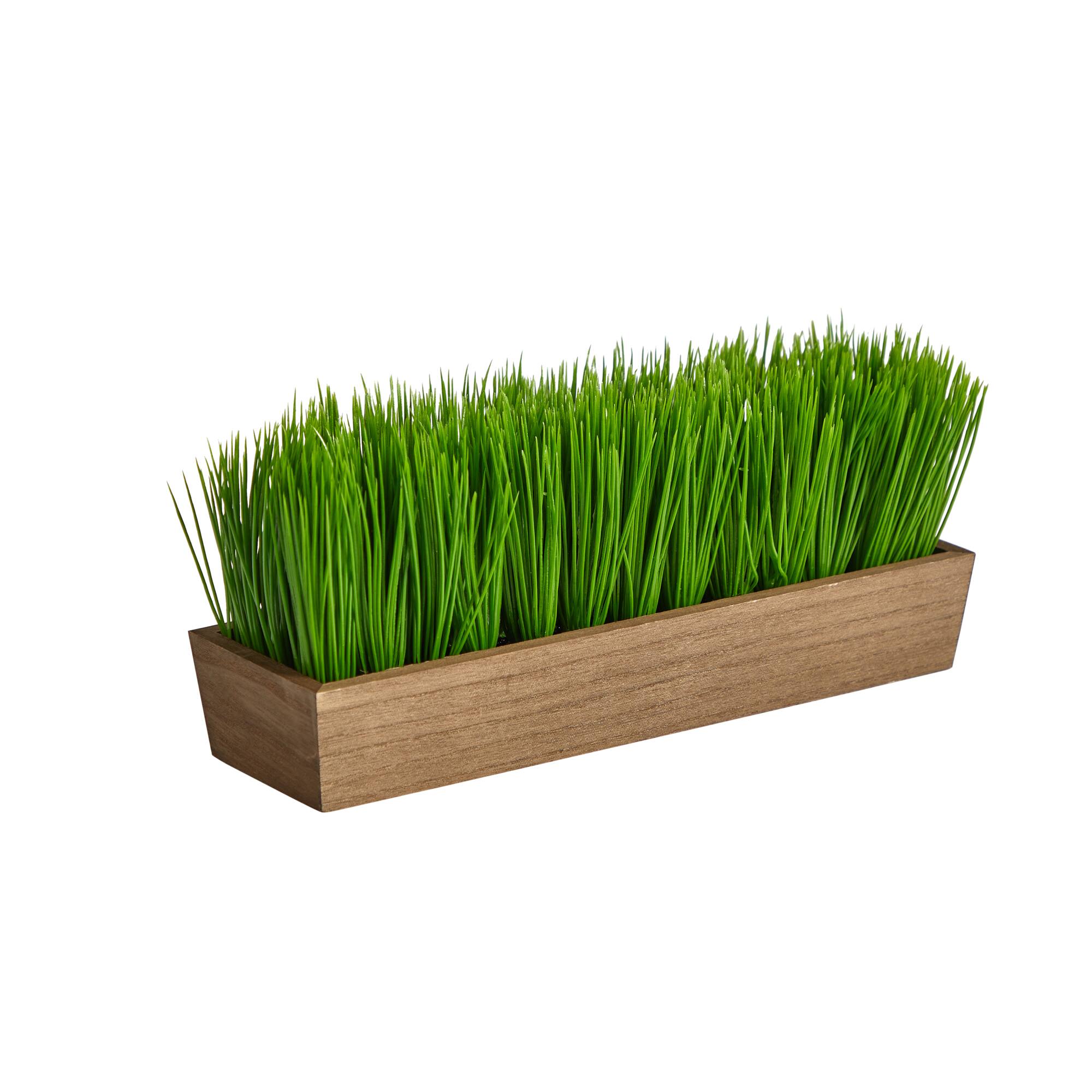 5&#x22; Grass Plant in Decorative Planter