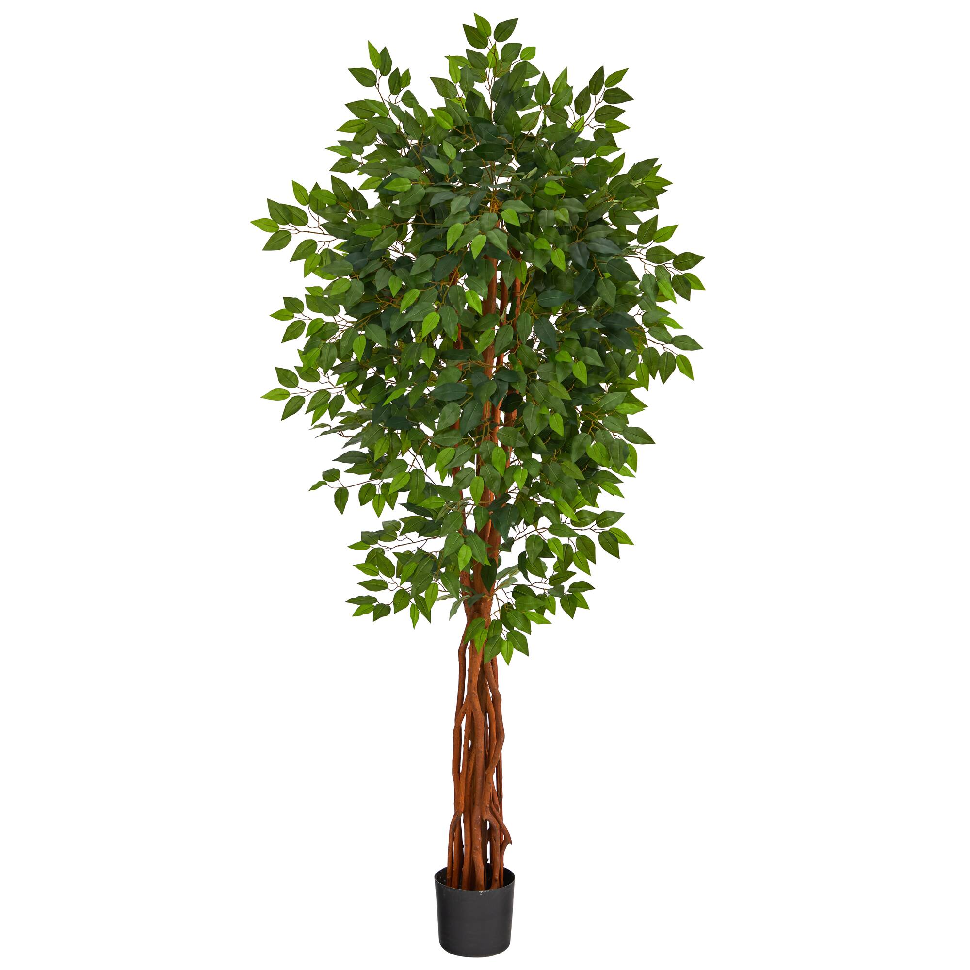 6.5ft. Potted Super Deluxe Ficus Tree