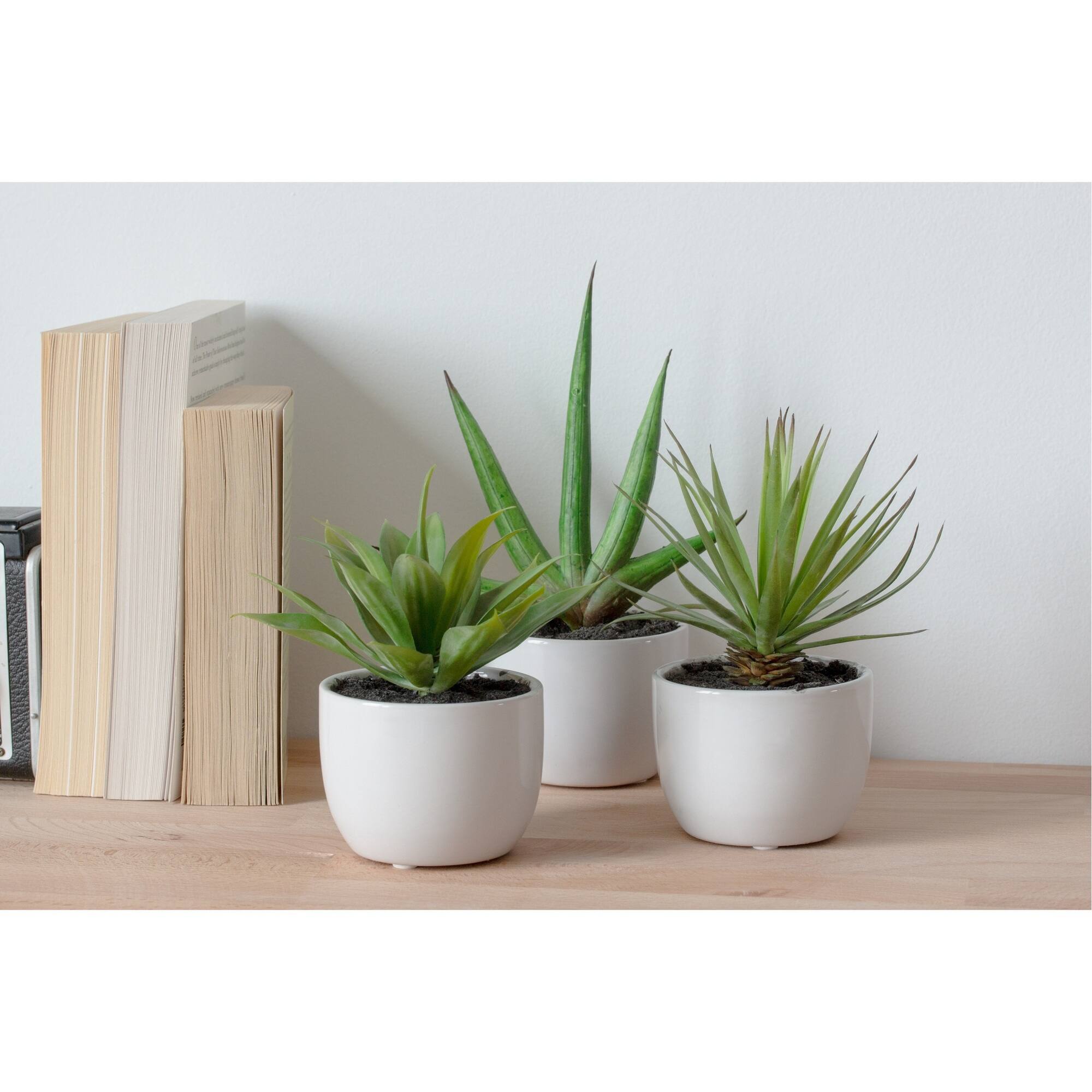 Potted Agave Plant Collection 3ct.