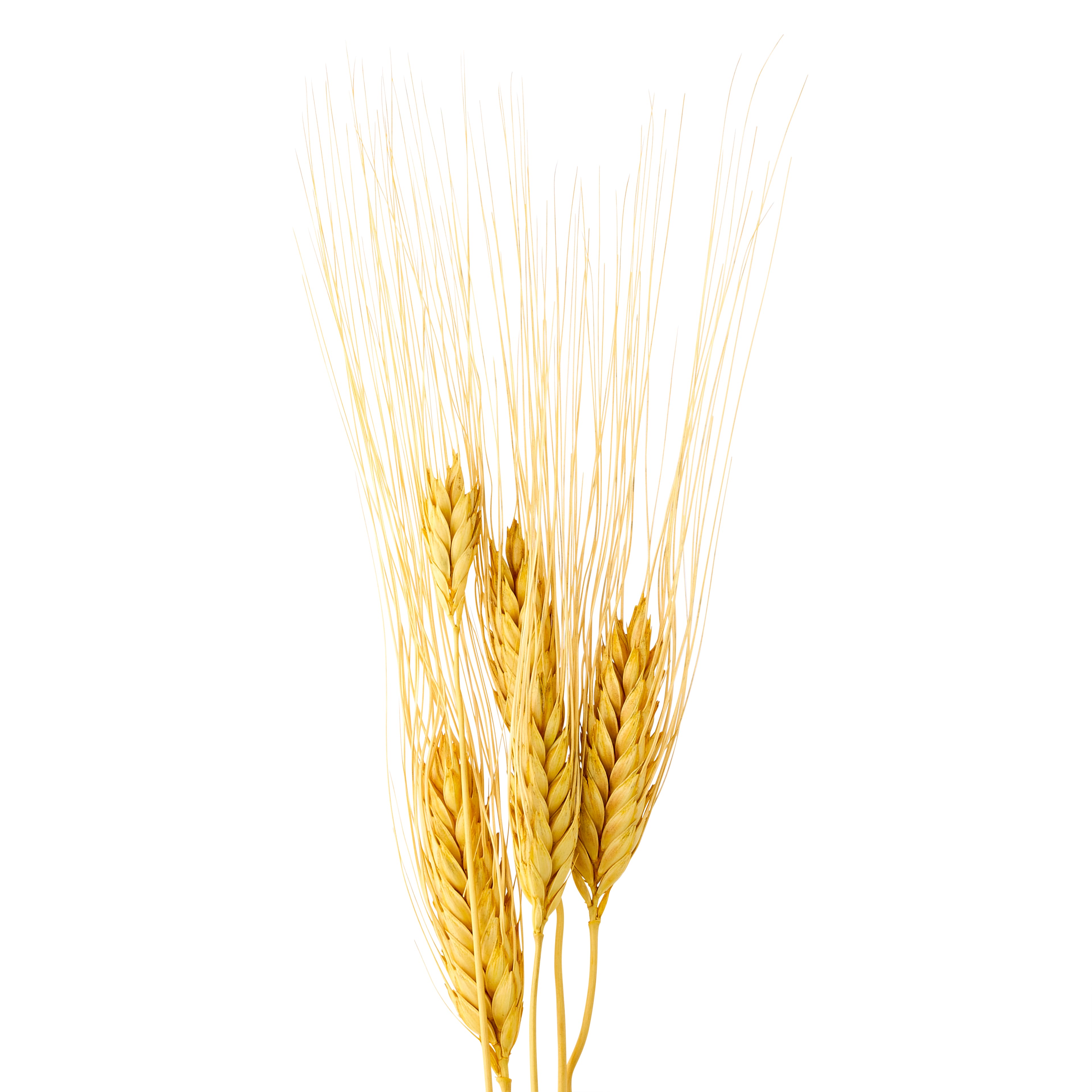 11&#x22; Natural Wheat Mini Bundle by Ashland&#xAE;