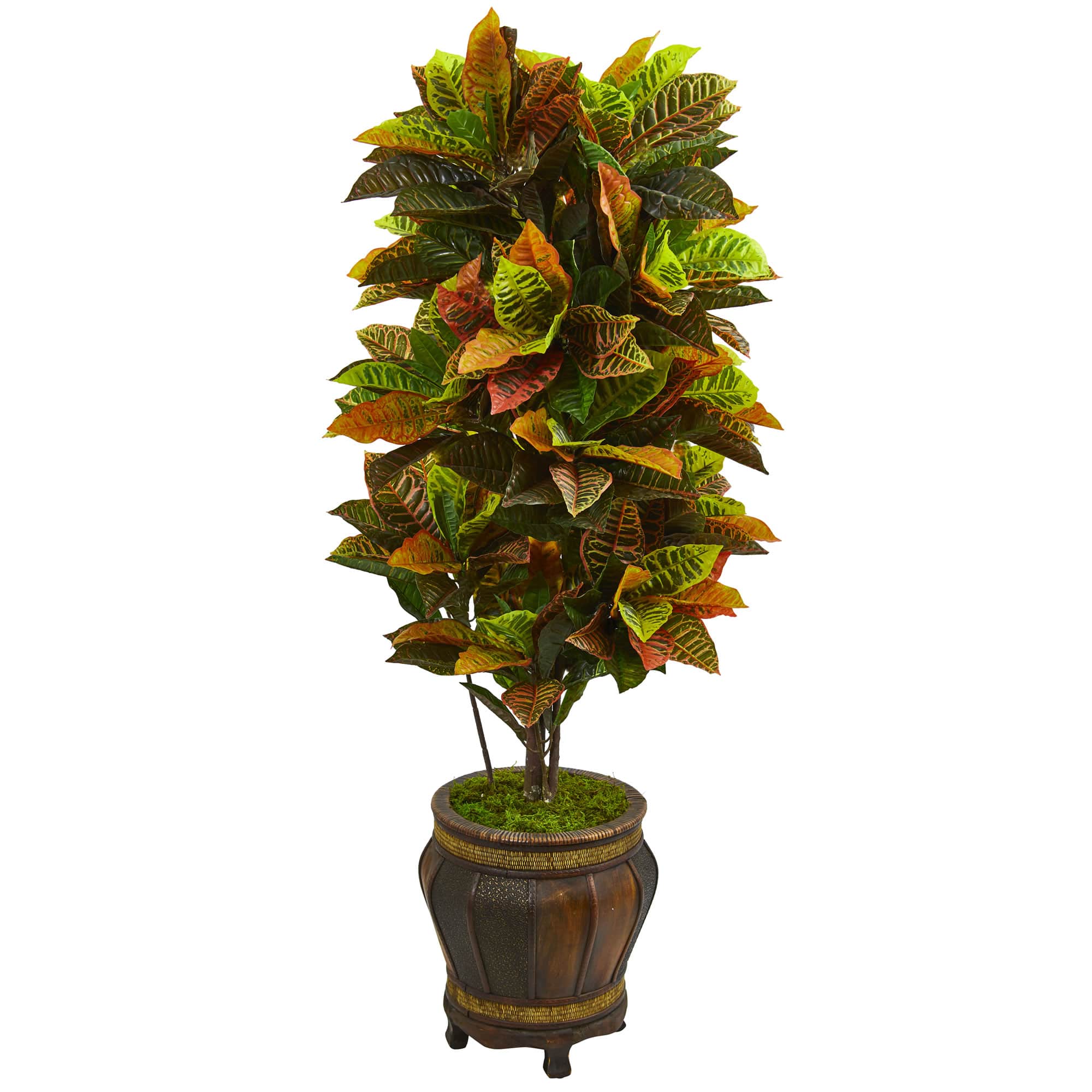 5.5ft. Croton Plant in Decorative Planter