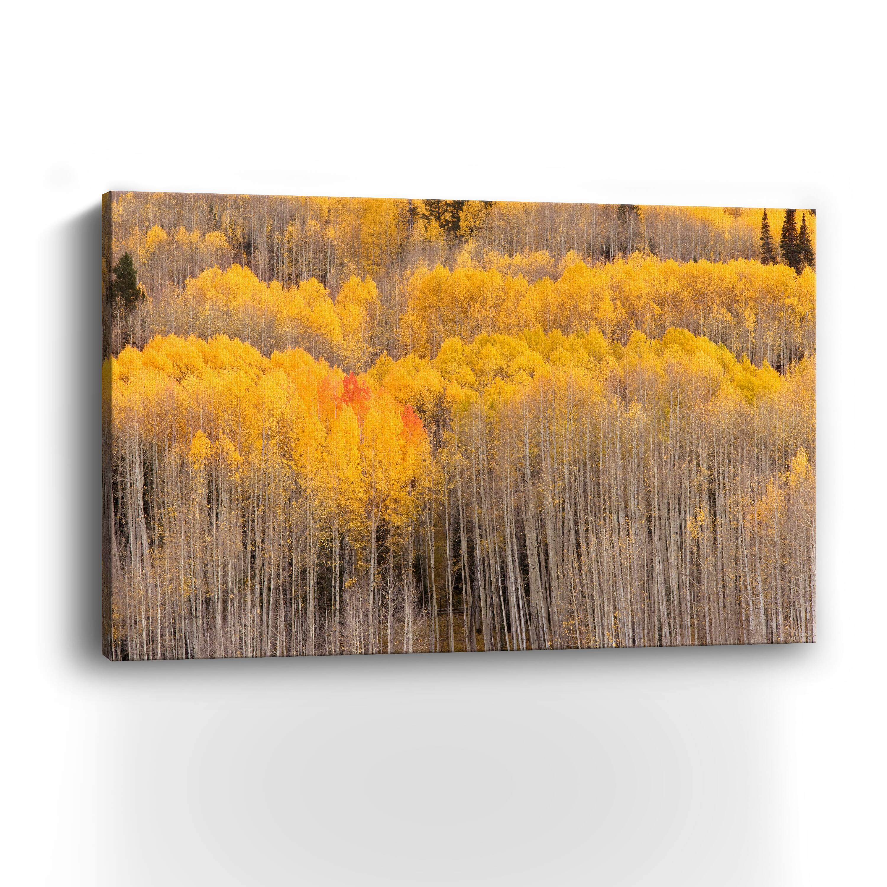 Beckwith Aspens Canvas Giclee