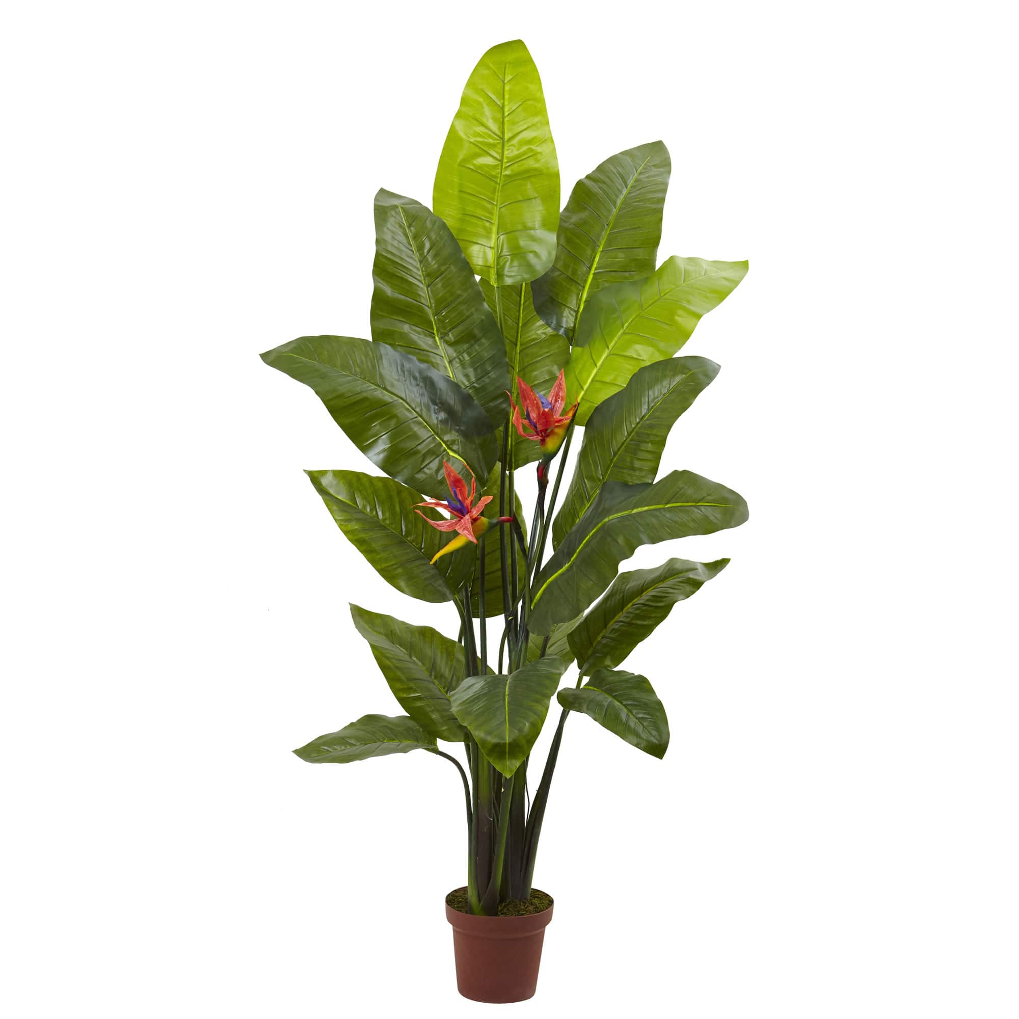 5ft. Potted Bird of Paradise Plant With Flowers