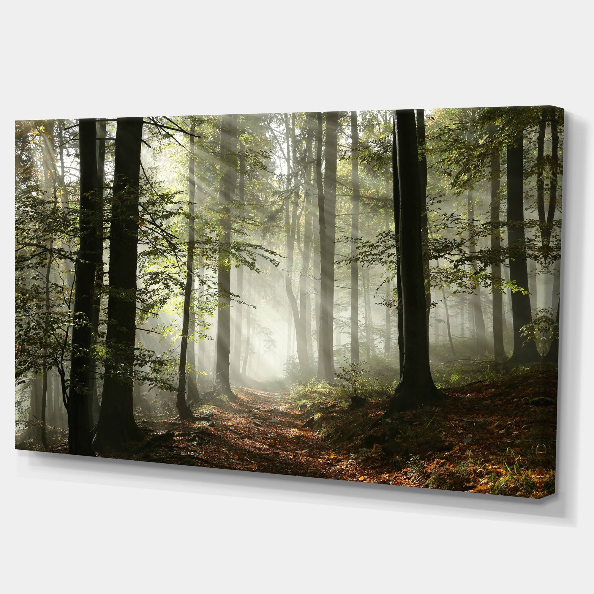 Designart - Light in Dense Fall Forest with Fog - Landscape Art Print Canvas