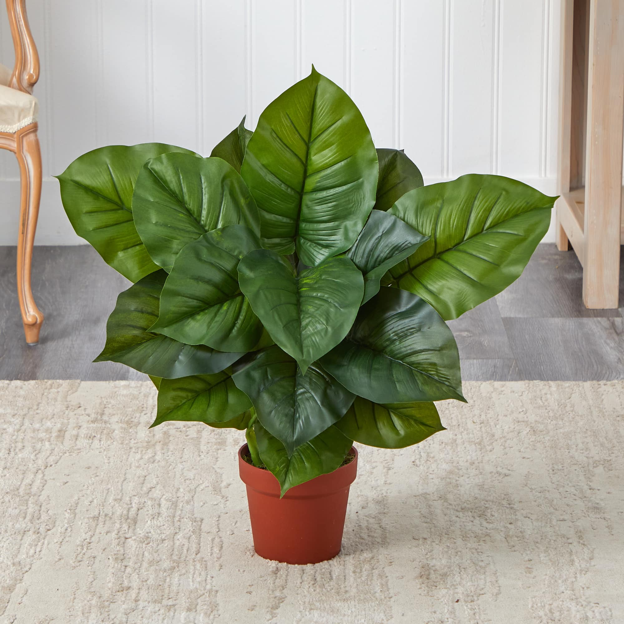 2.25ft. Potted Large Leaf Philodendron Plant