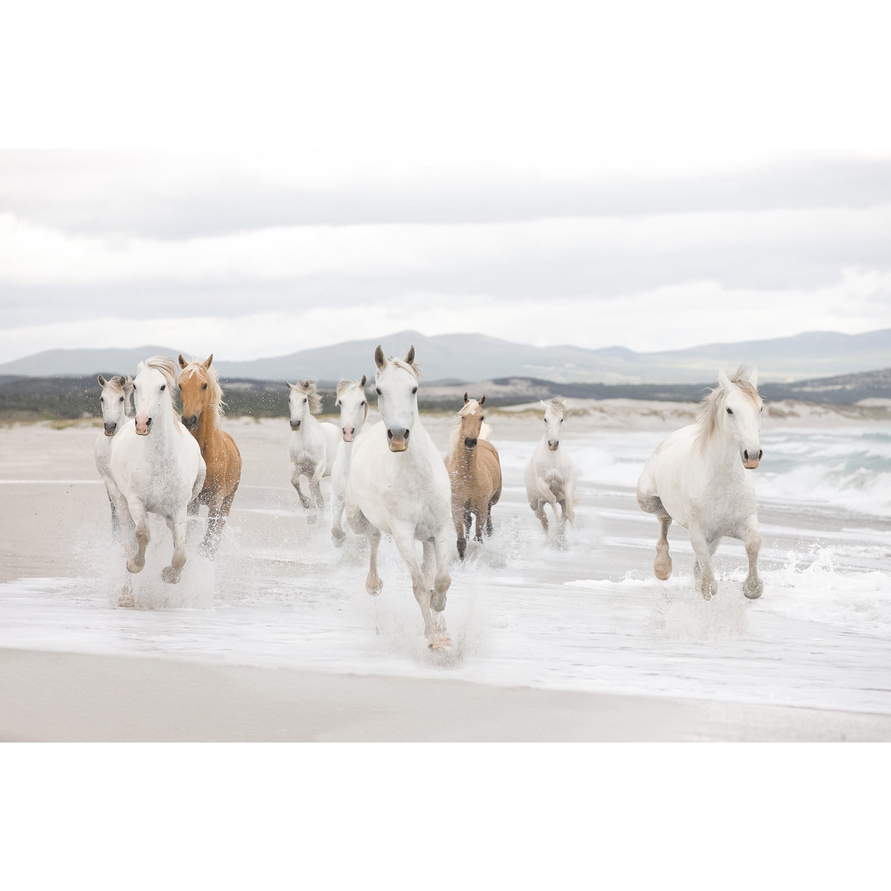 Komar White &#x26; Brown Horses Mural