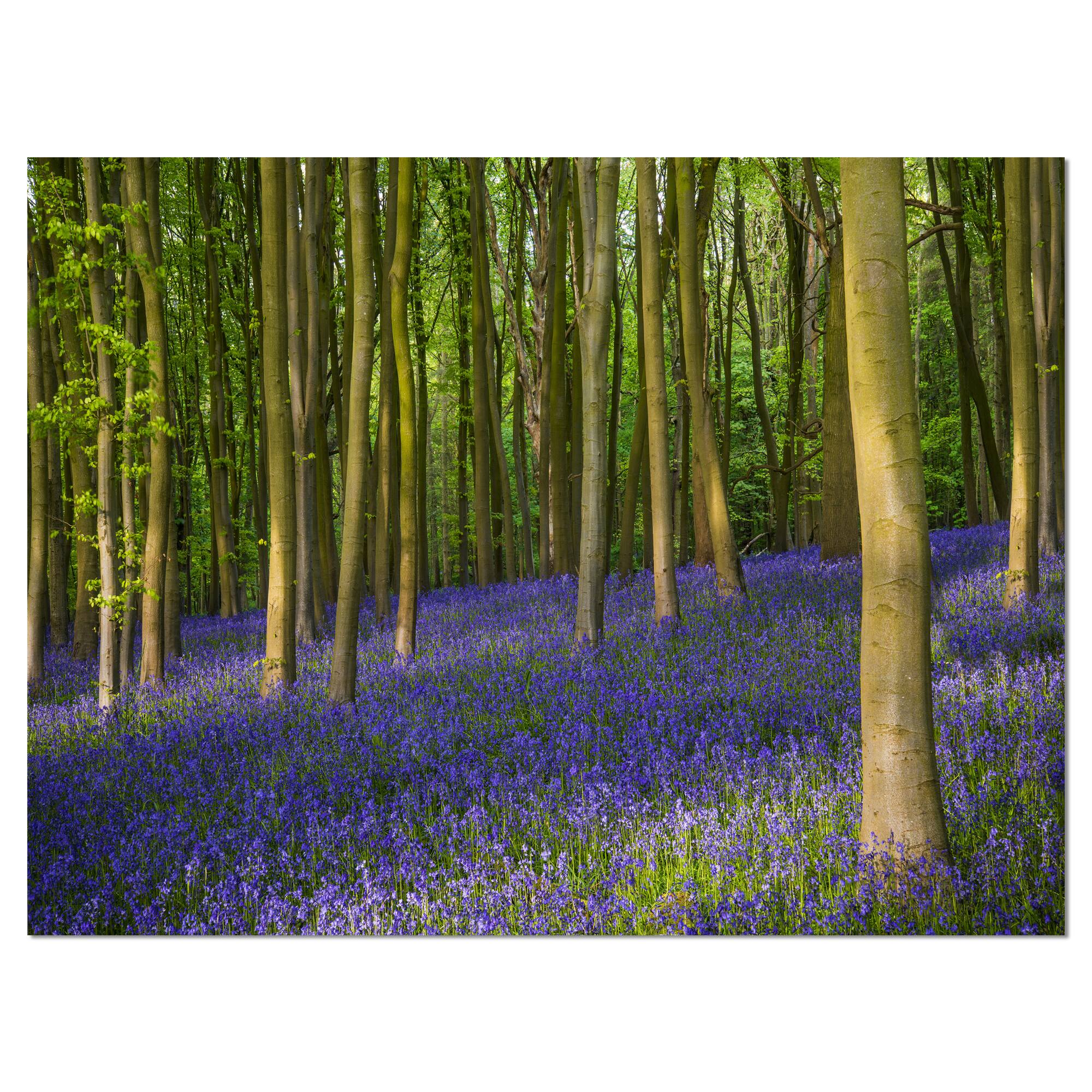 Designart - Bluebell Woods in Oxfordshire - Landscape Canvas Art Print