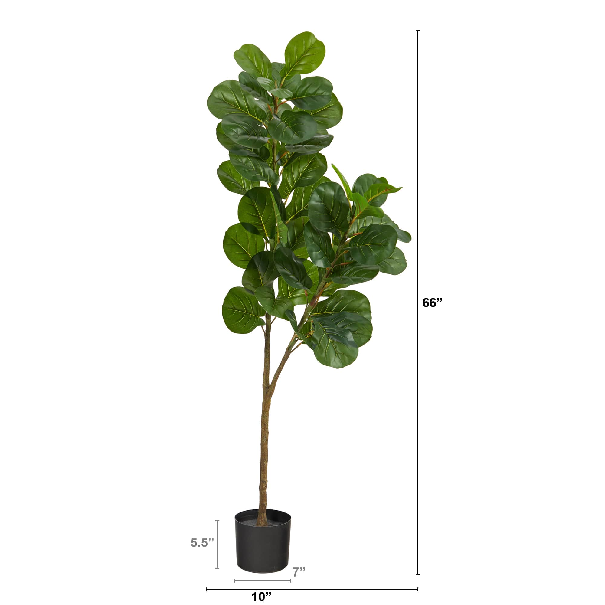 5.5ft. Potted Fiddle Leaf Fig Tree