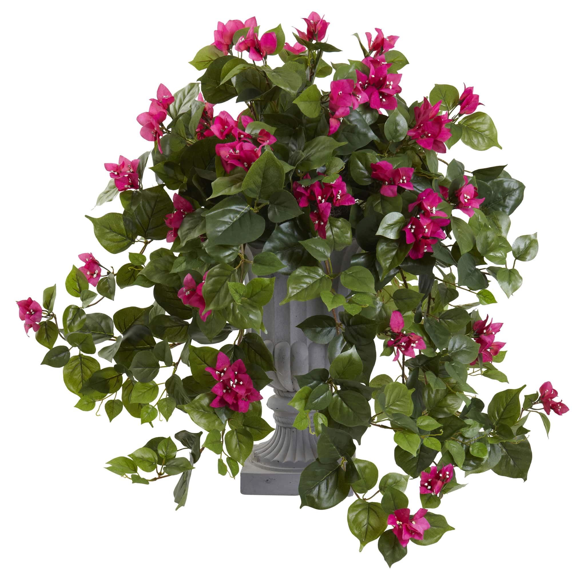 2ft. Flowering Bougainvillea in Decorative Urn