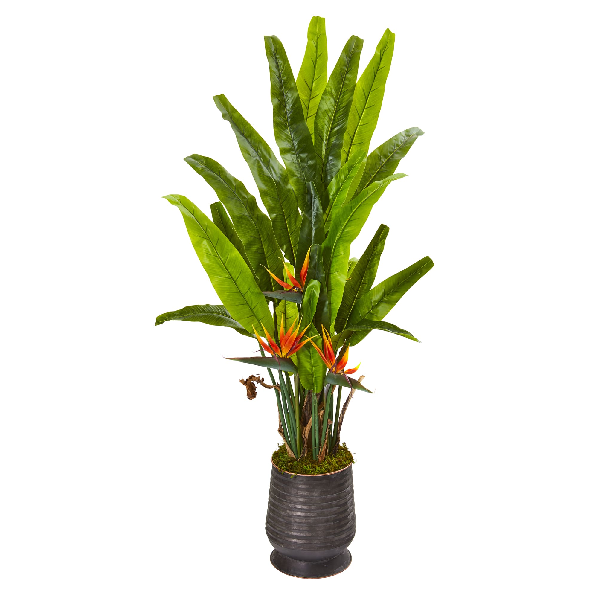 5ft. Bird of Paradise Plant in Decorative Planter
