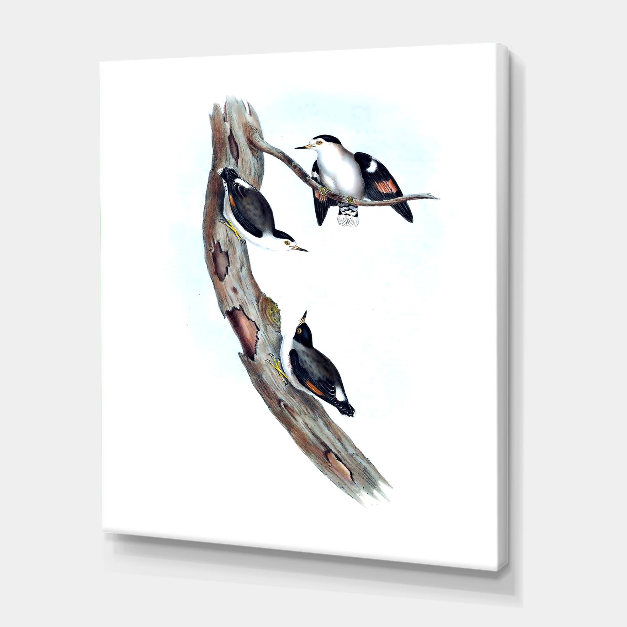 Designart - Vintage Australian Bird Illustrations I - Traditional Canvas Wall Art Print