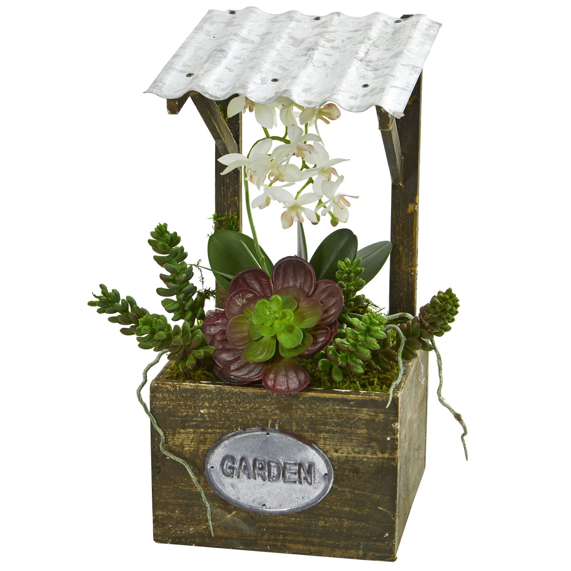 14" Green Moth Orchid & Succulent in Garden Arrangement