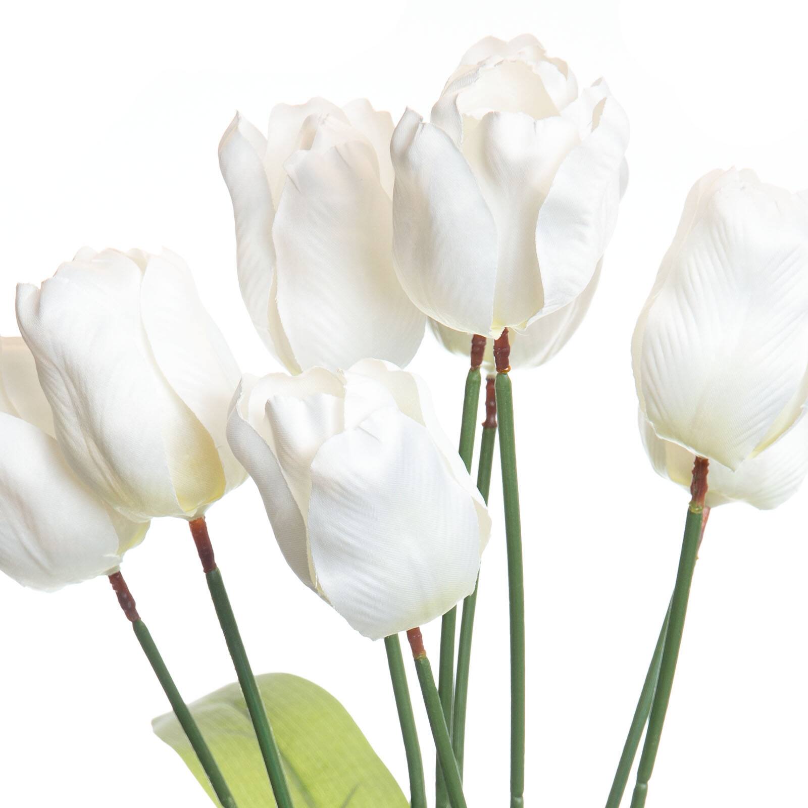 White Tulip Bush by Ashland®