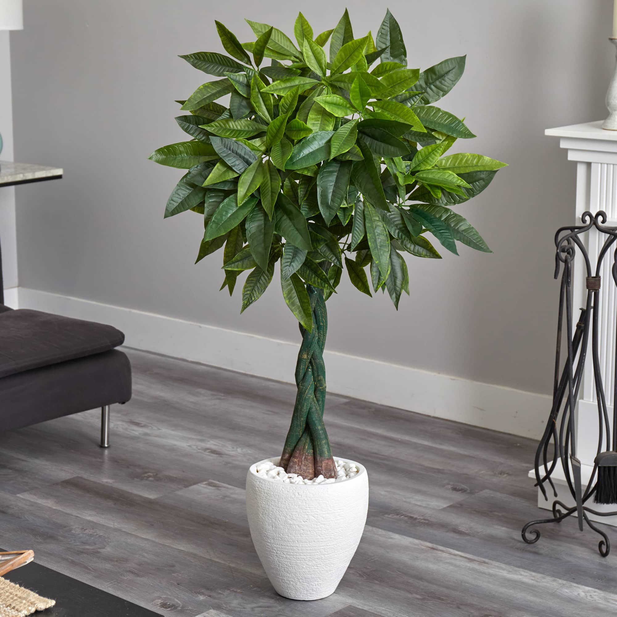 5ft. Money Tree in White Oval Planter