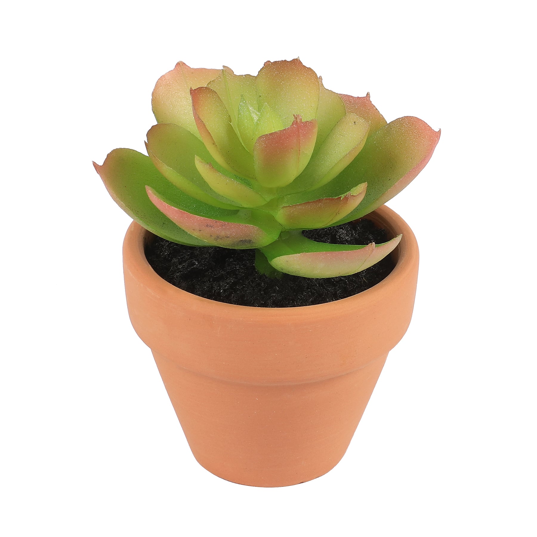 Mini Premade Succulents in Terra Cotta Pots, 6ct. by Ashland&#xAE;