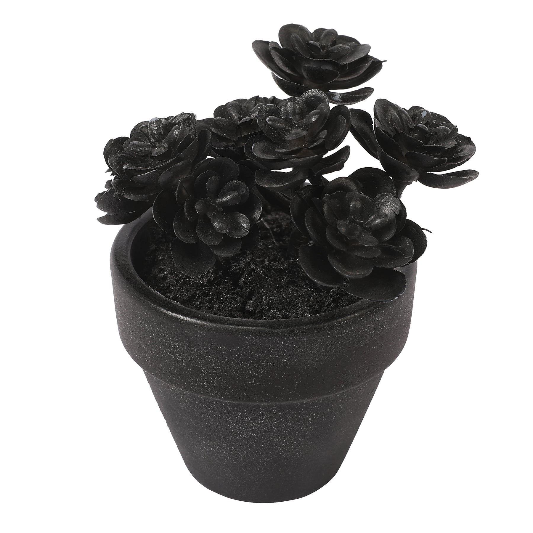 Assorted Mini Potted Succulent by Ashland&#xAE;, 1pc.