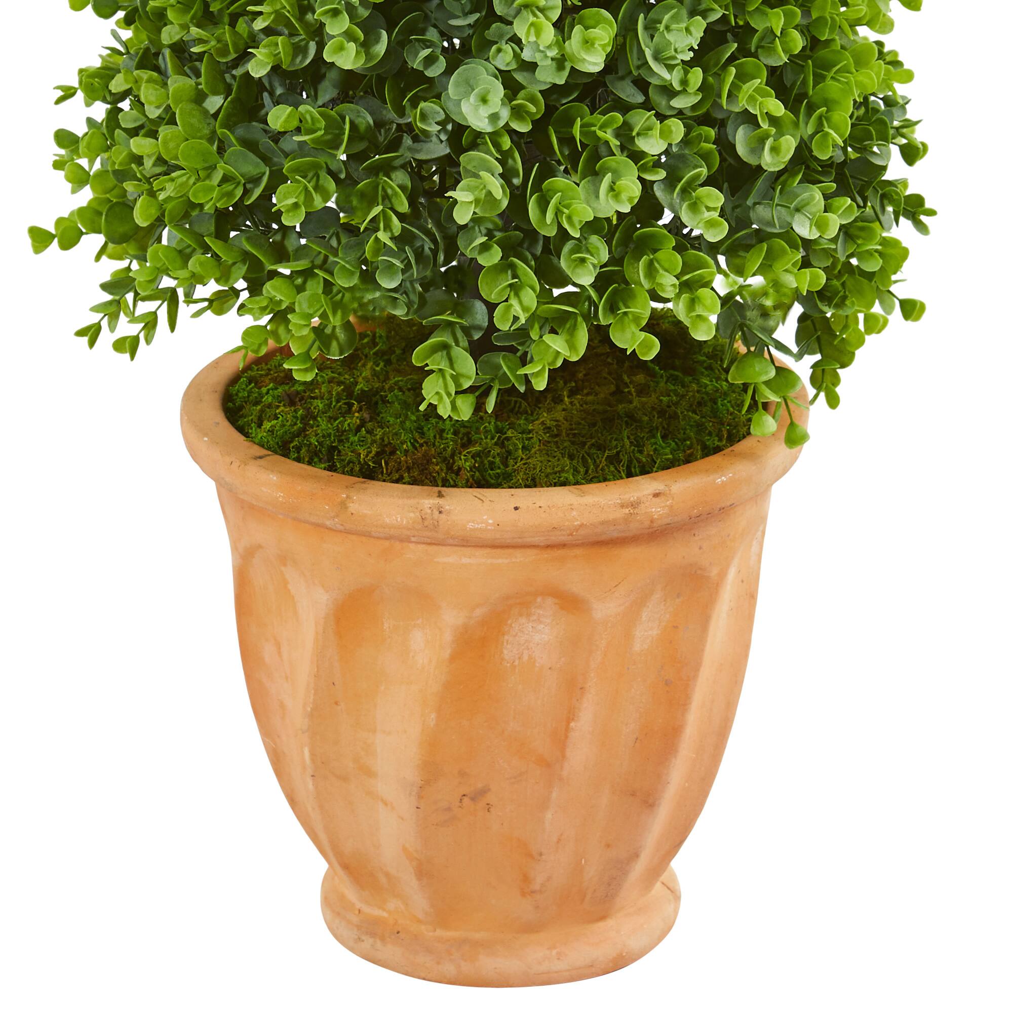 3.5ft. Eucalyptus Cone Topiary in Terra Cotta Planter