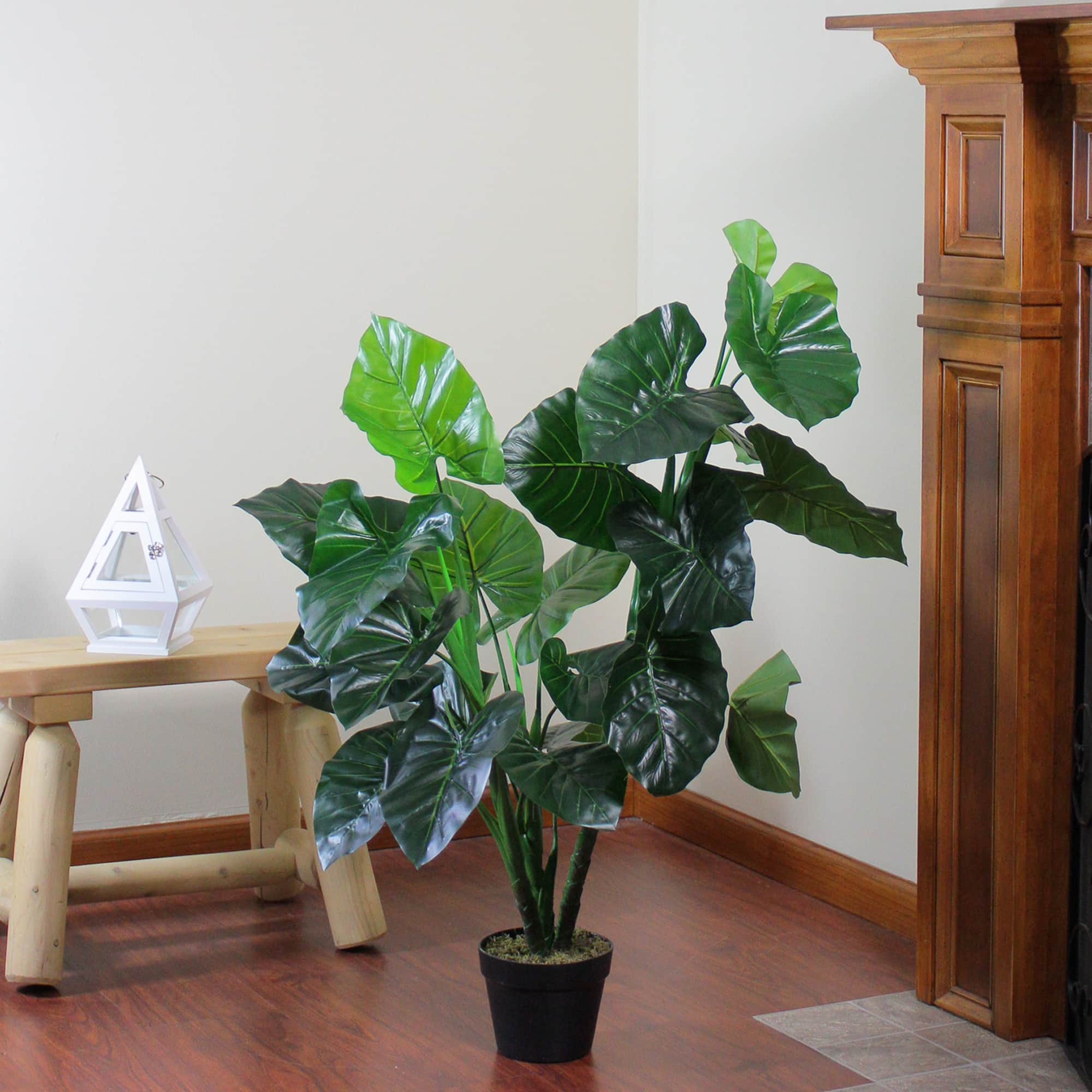 4 ft. Two-Tone Potted Wide Taro Leaf Plant