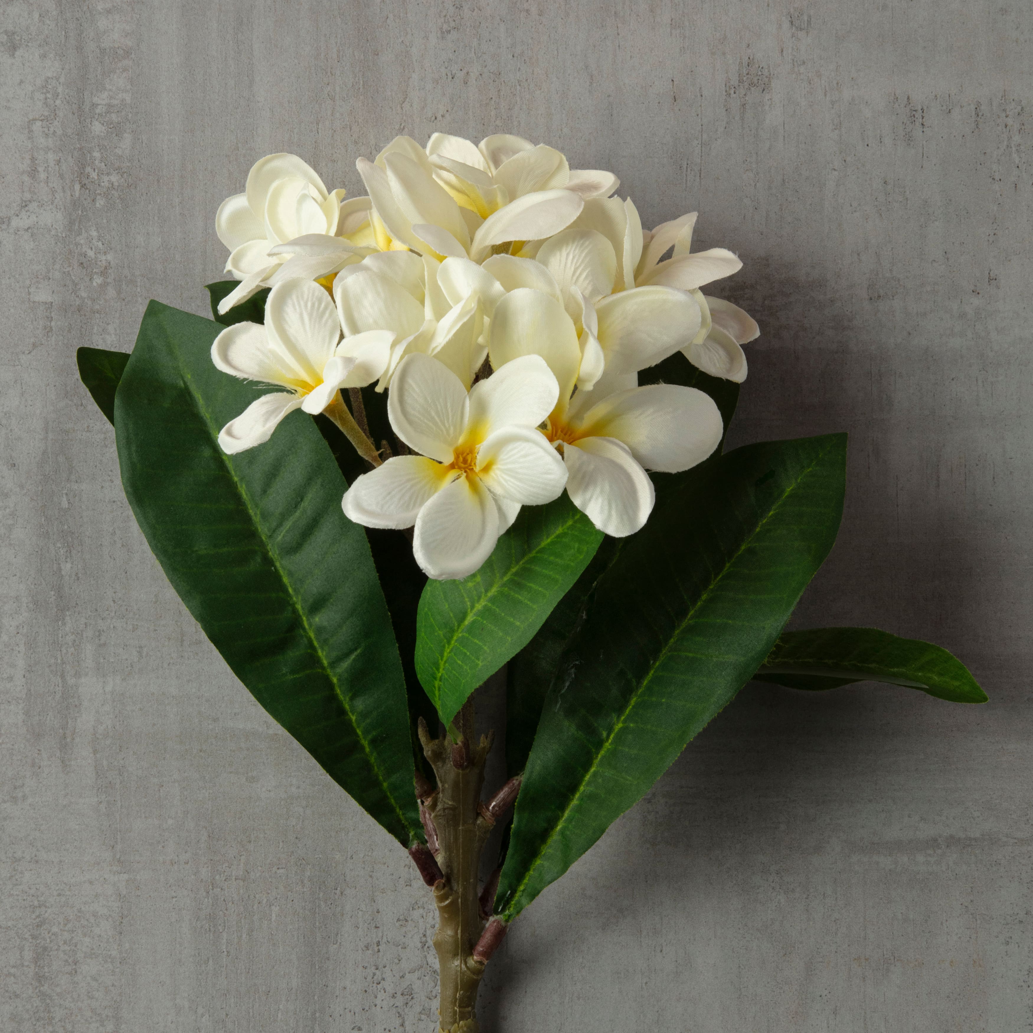 12 Pack: White Frangipani Stem by Ashland&#xAE;