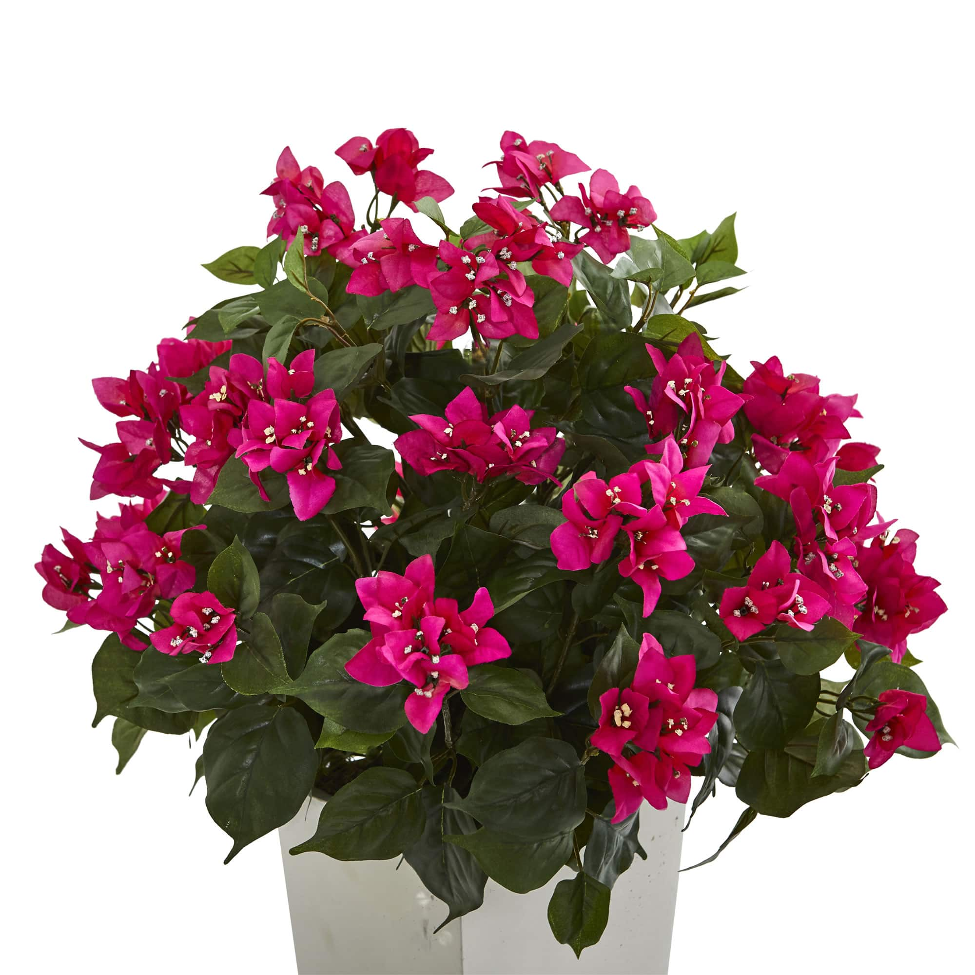 2.5ft. Bougainvillea in White Tower Planter