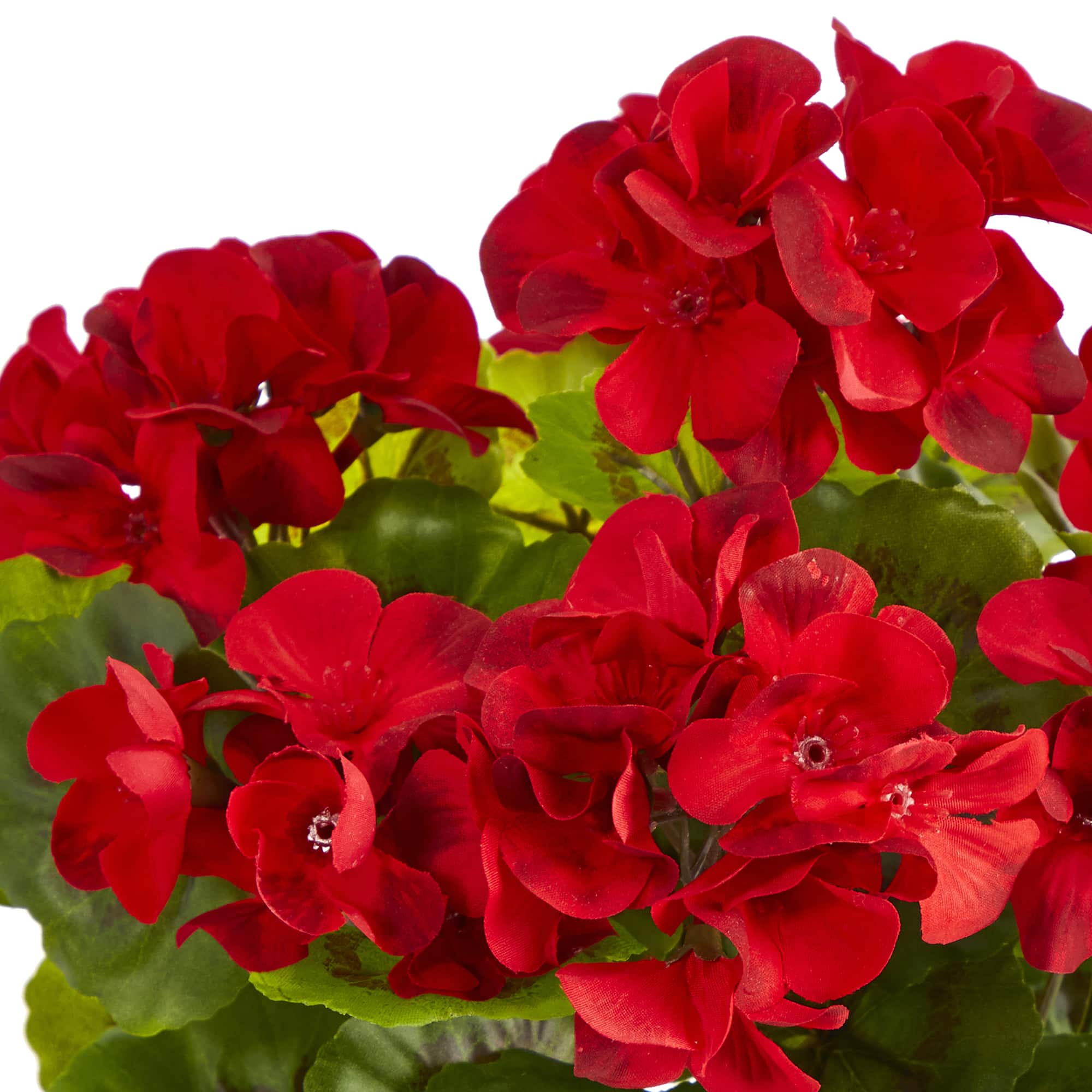 11'' Red Geranium in Ceramic Planter