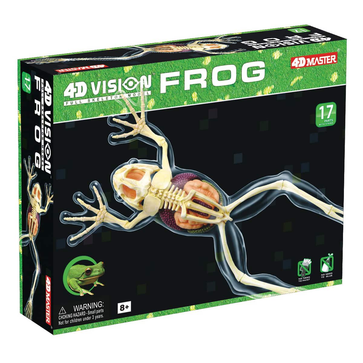 4D Vision&#x2122; Full Skeleton Frog Model