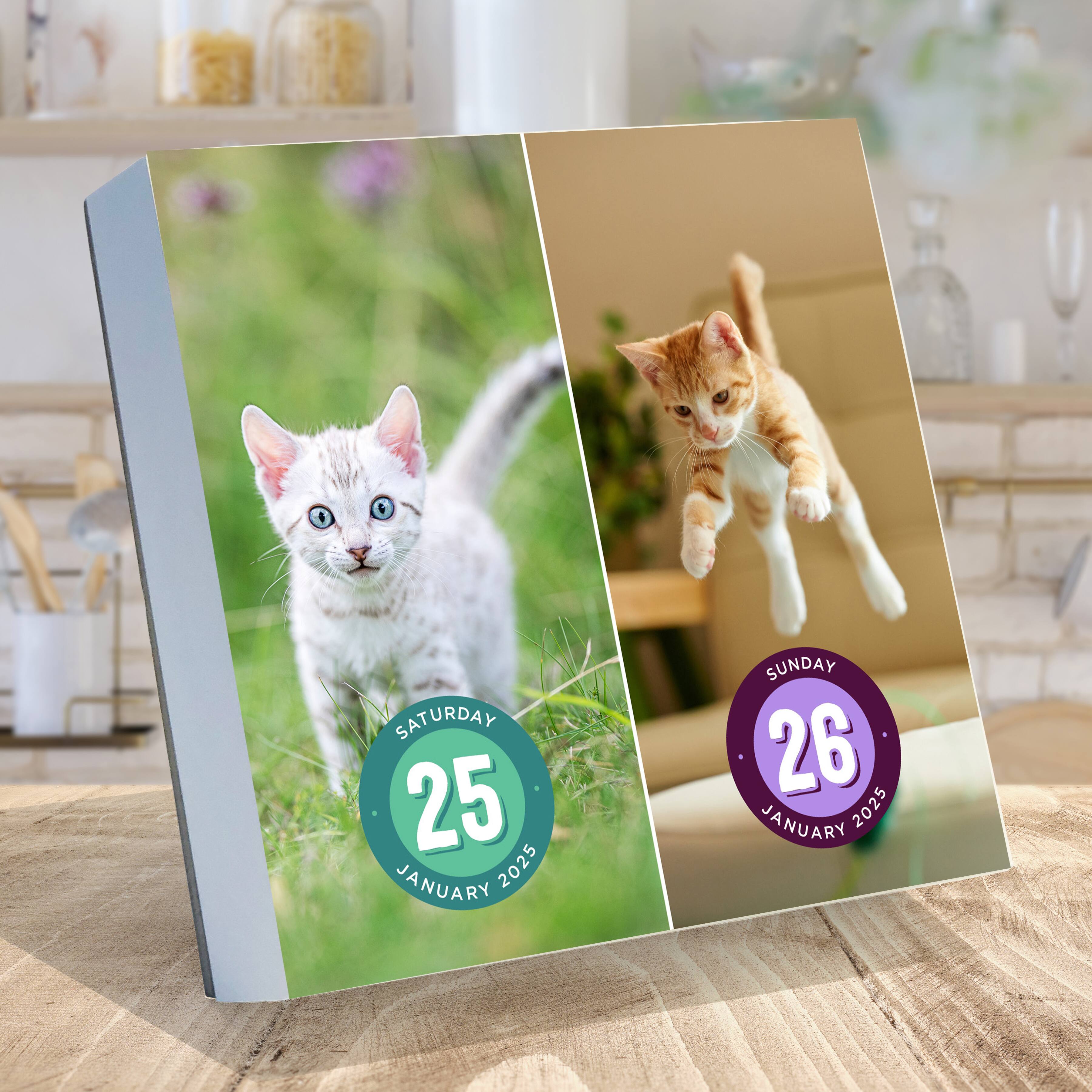 TF Publishing 2025 Cat A Day Daily Desktop Calendar