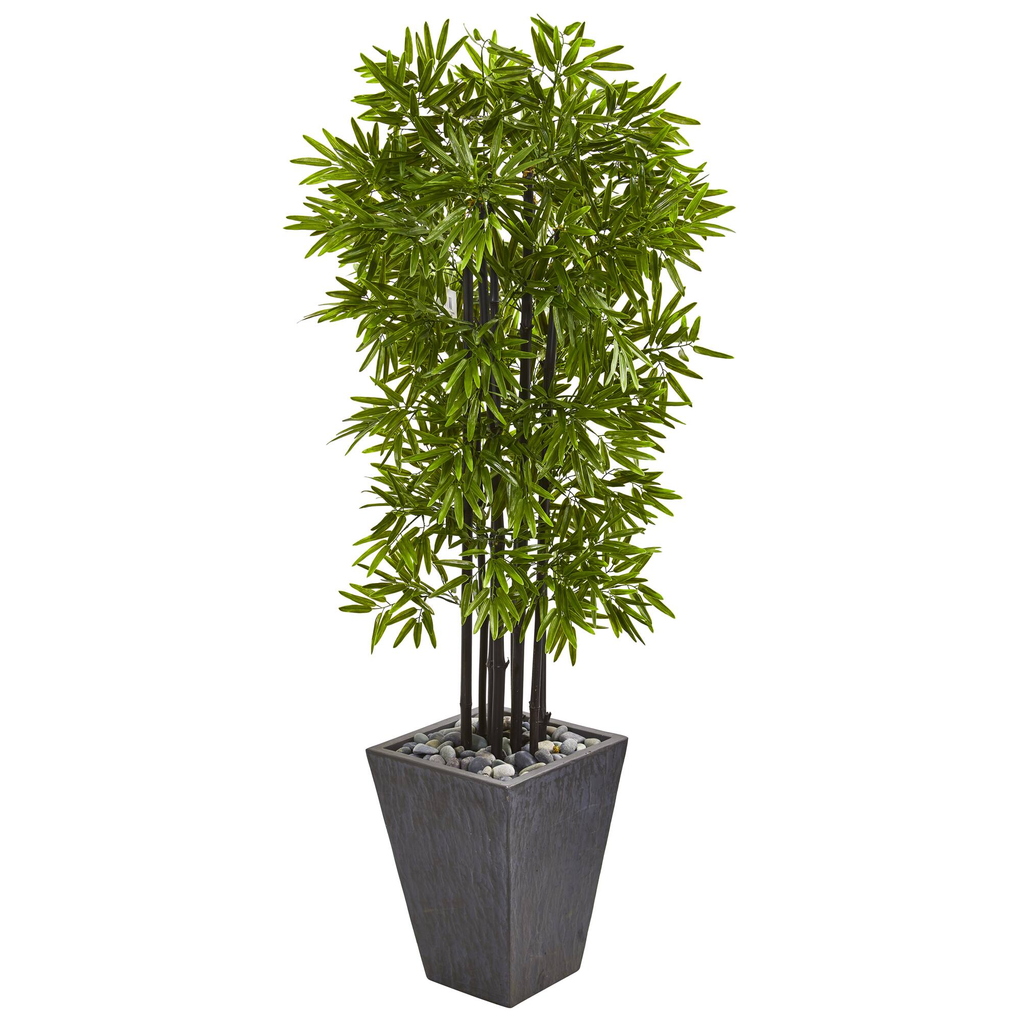 5ft. Bamboo Tree with Black Trunks in Slate Planter