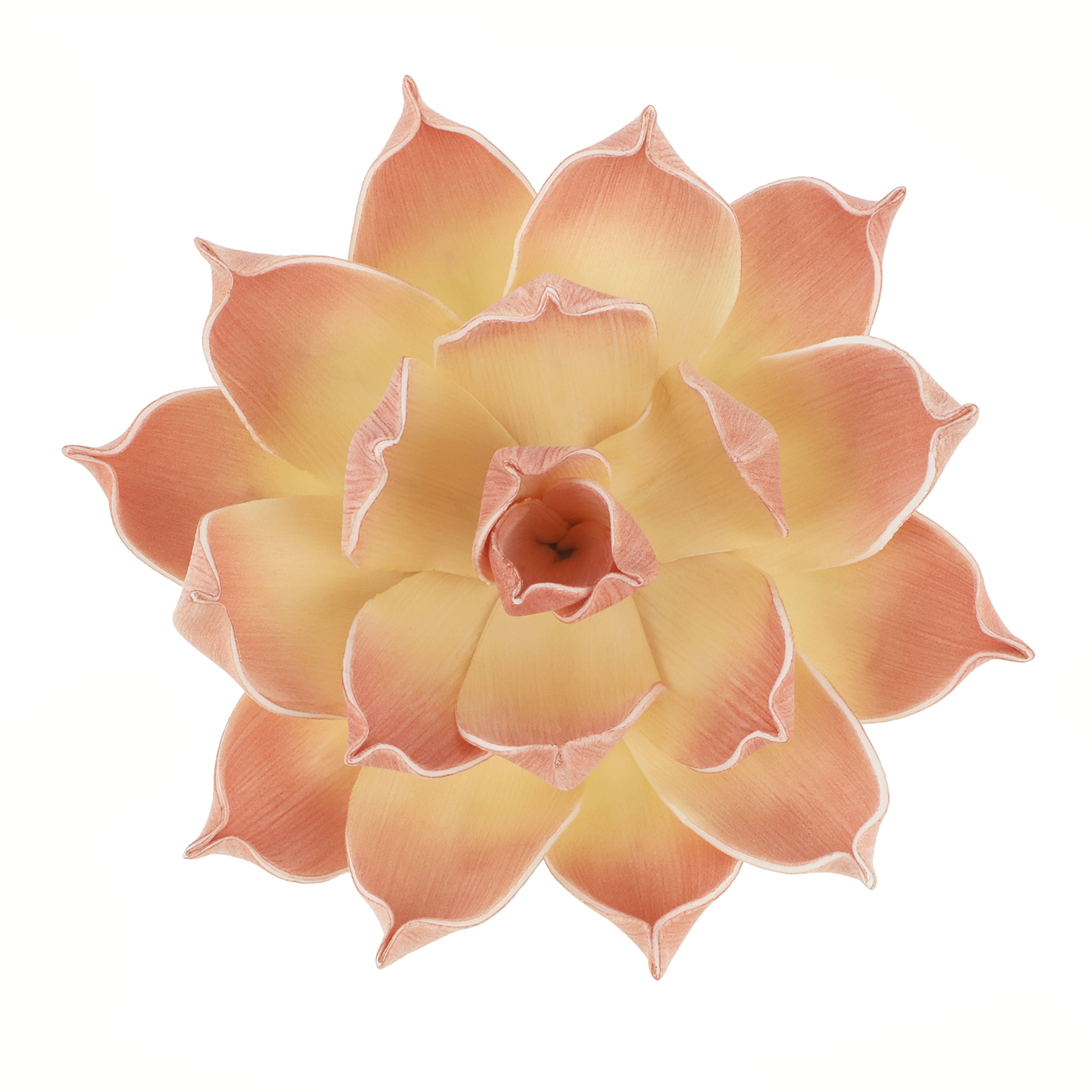 7&#x22; Peach Decorative Succulent by Ashland&#xAE;