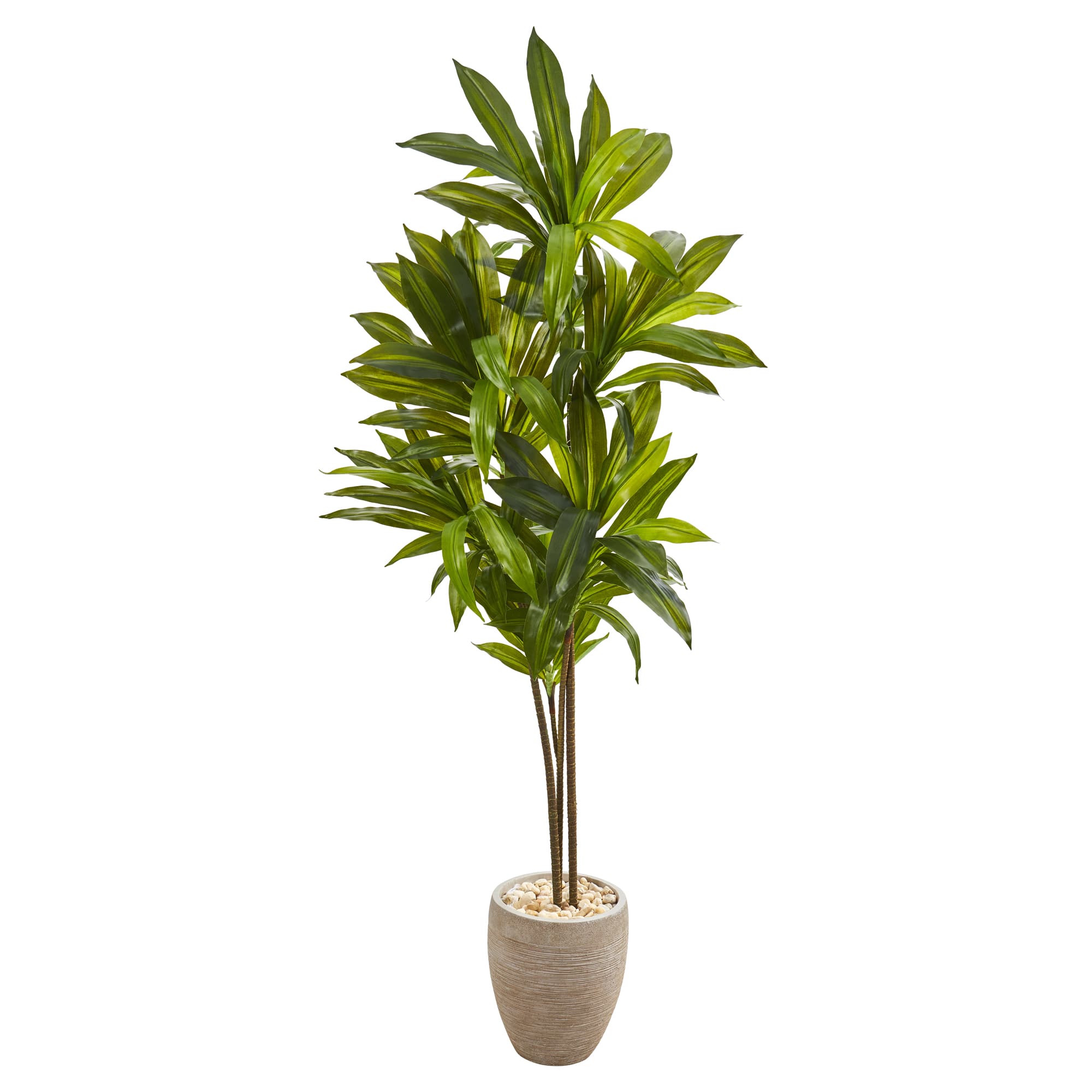 6ft. Dracaena Plant in Sand Colored Planter
