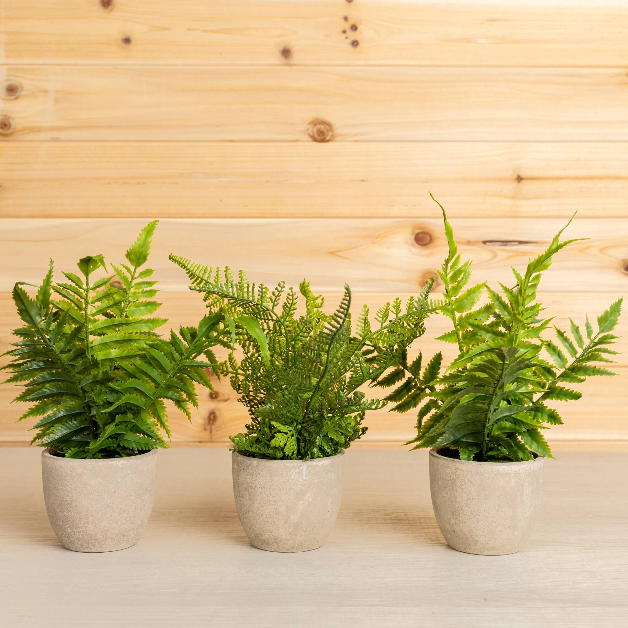 11" Potted Fern Plant Set